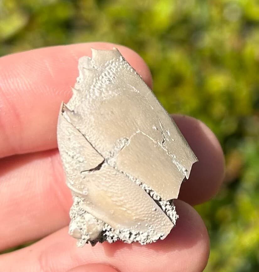 Fossil Crab Ranilia muriceta Florida Pliocene Crustacean Intracoastal Formation 6