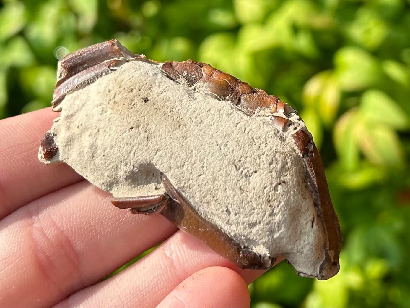 China Fossil Crab Rare Cenozoic Age Crustacean Chinese Fossils 5