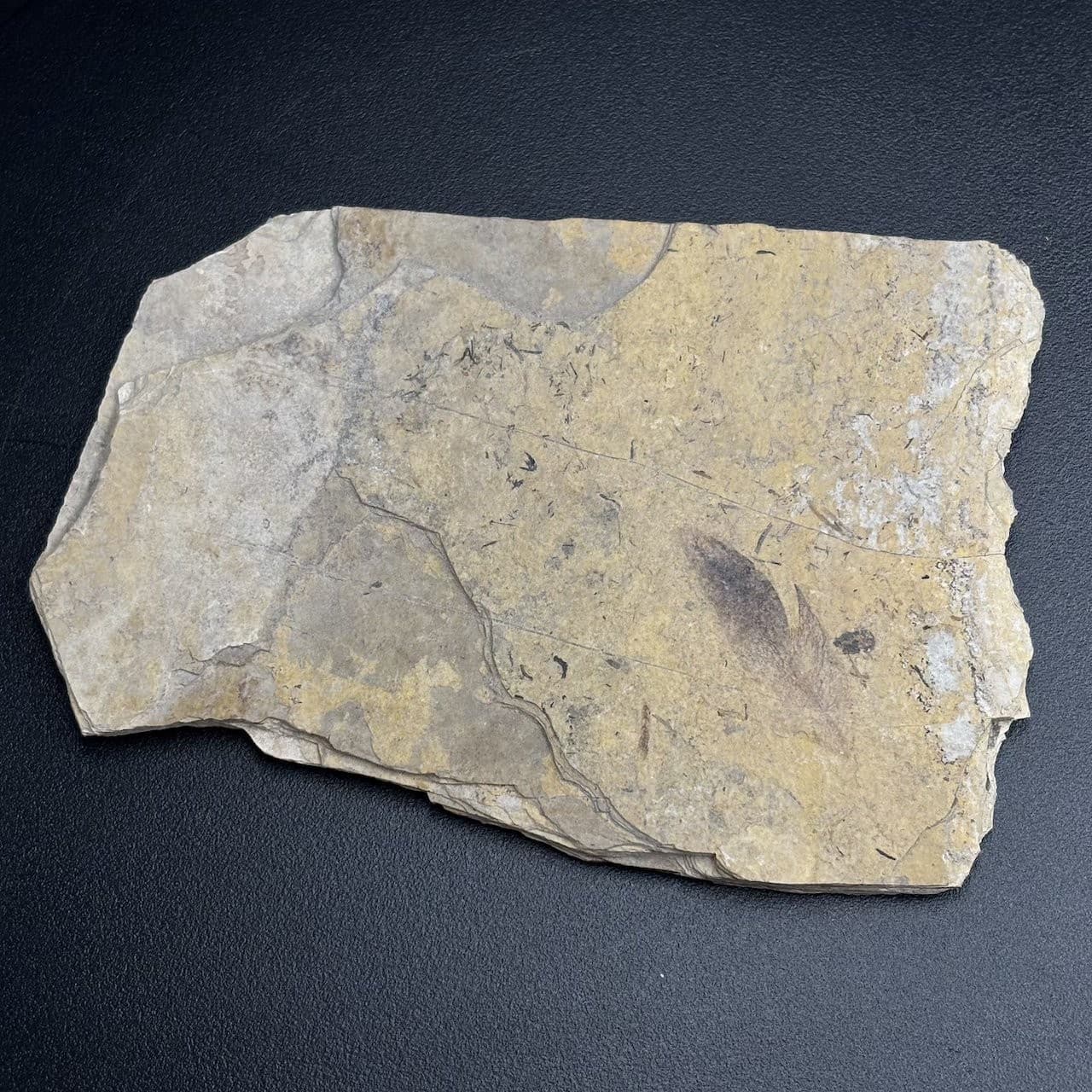 Fossil bird feather - Oligocene Stampian Céreste France - rare and original 2