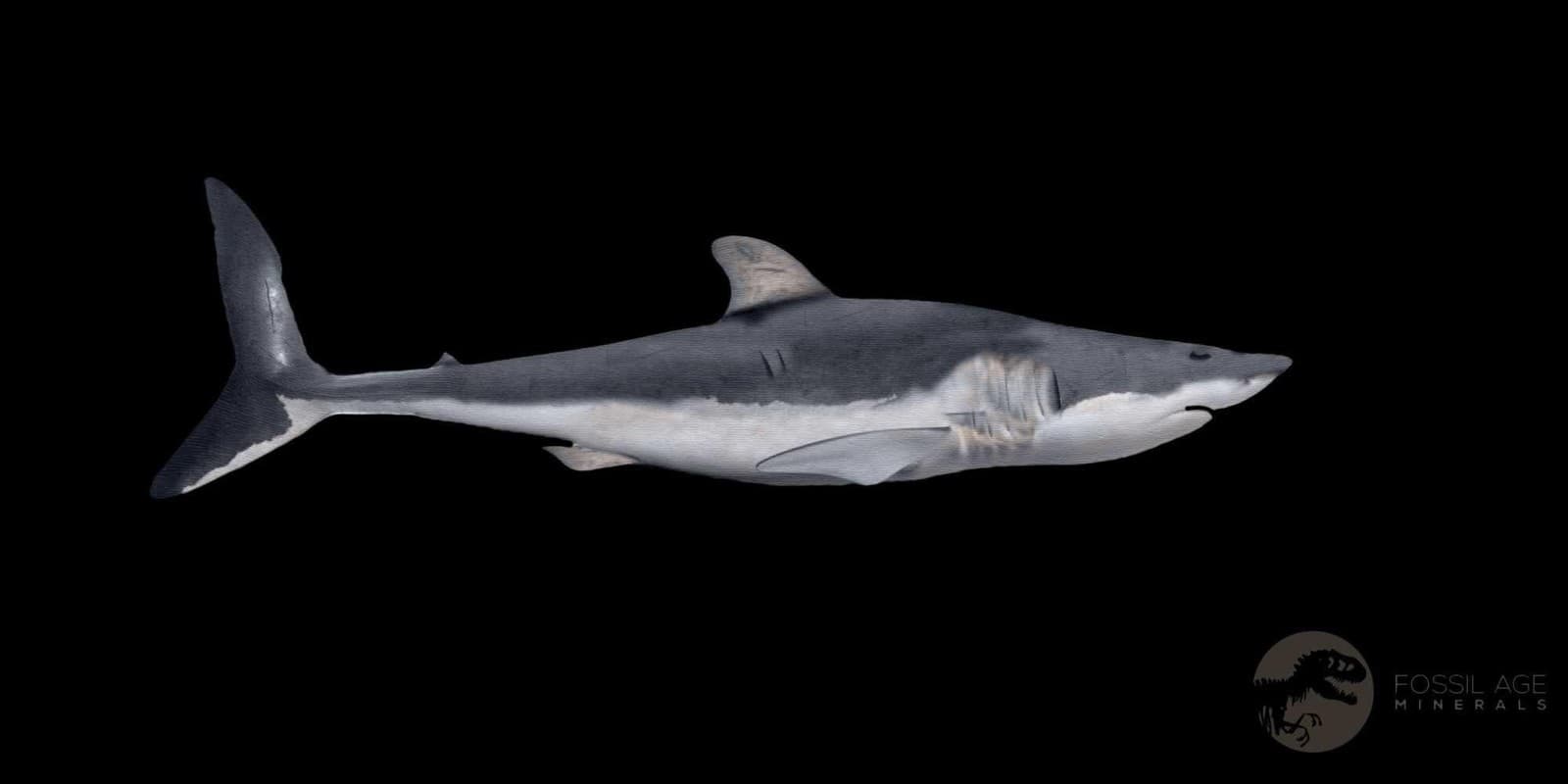 2.3" Quality Hastalis Mako Tooth Serrated Fossil Natural Miocene Age COA 4