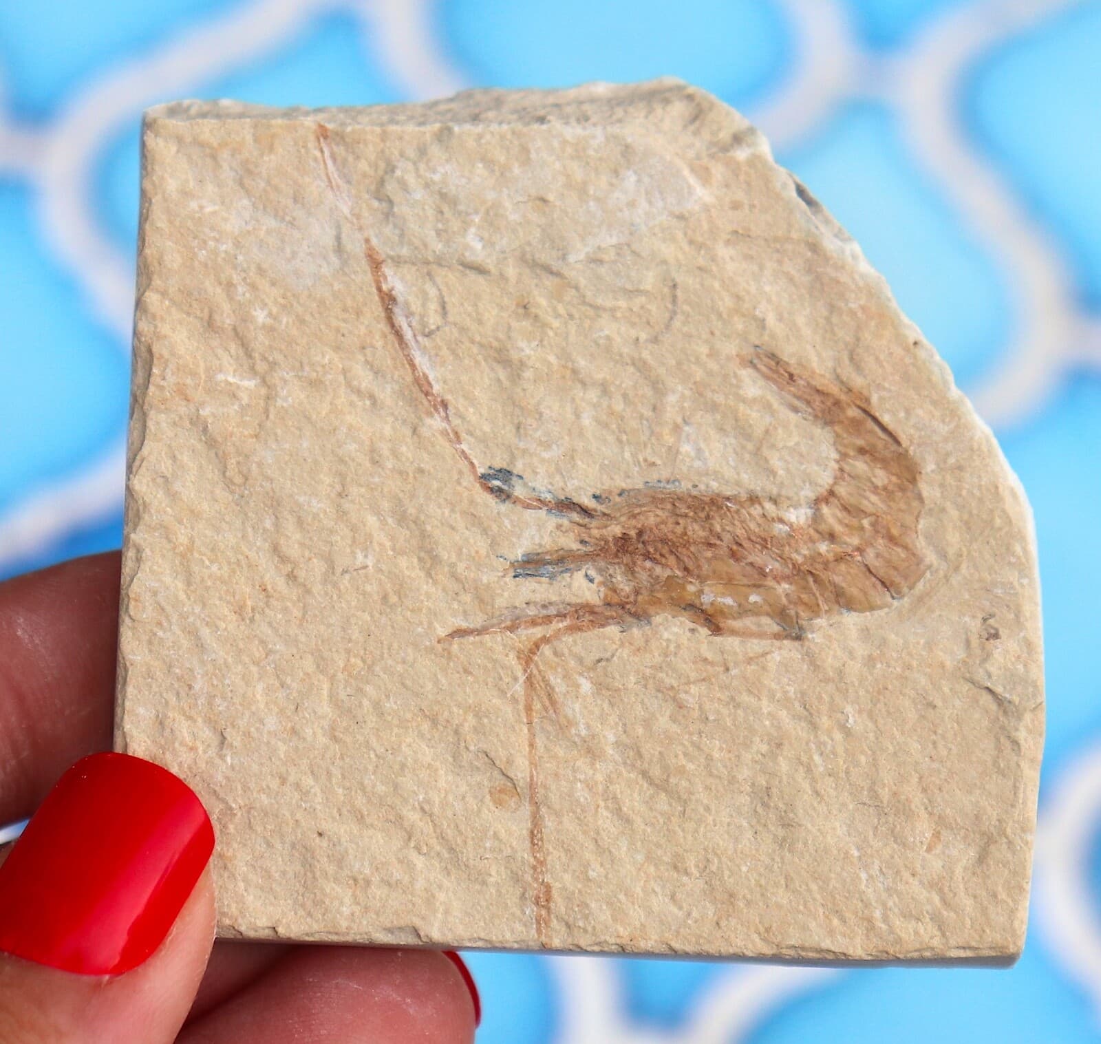 Fossil Shrimp From Solnhofen Germany - 150 MILLION YRS OLD JURASSIC 6.3 Cm's 4