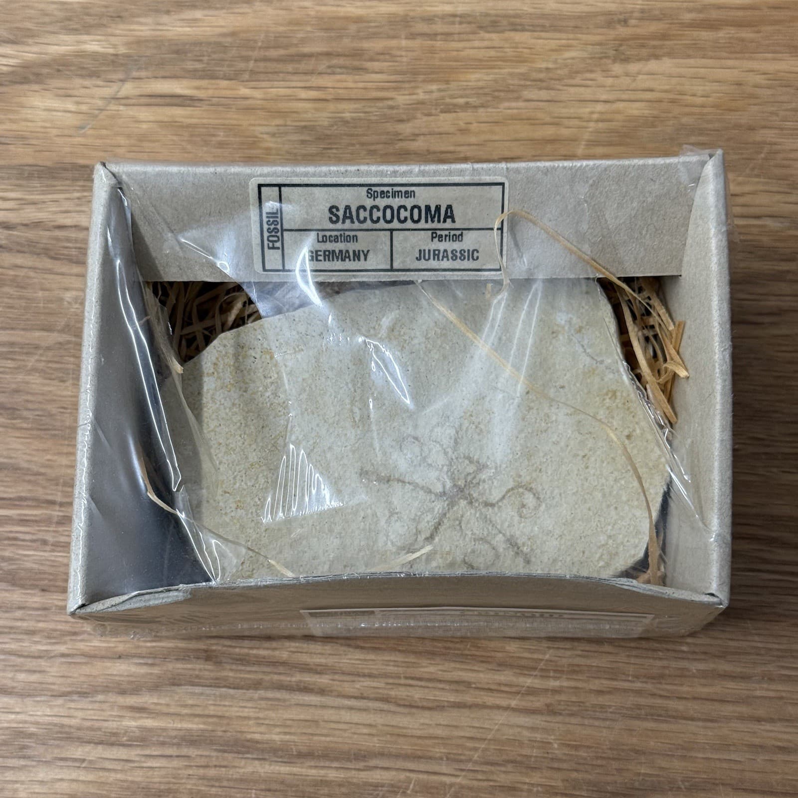 Solnhofen Saccocoma Floating Crinoid Fossil Germany Jurassic Period