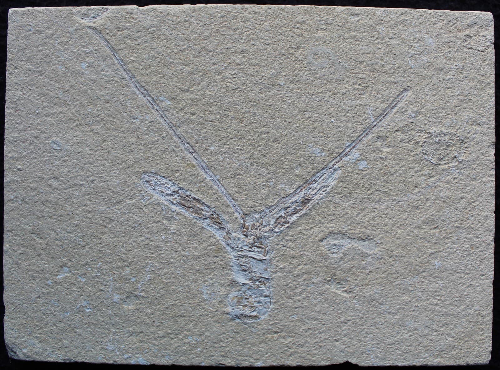 Pseudostacus 38 - Homarus Lobster - Nice Antennas - Cretaceous Fossils Lebanon