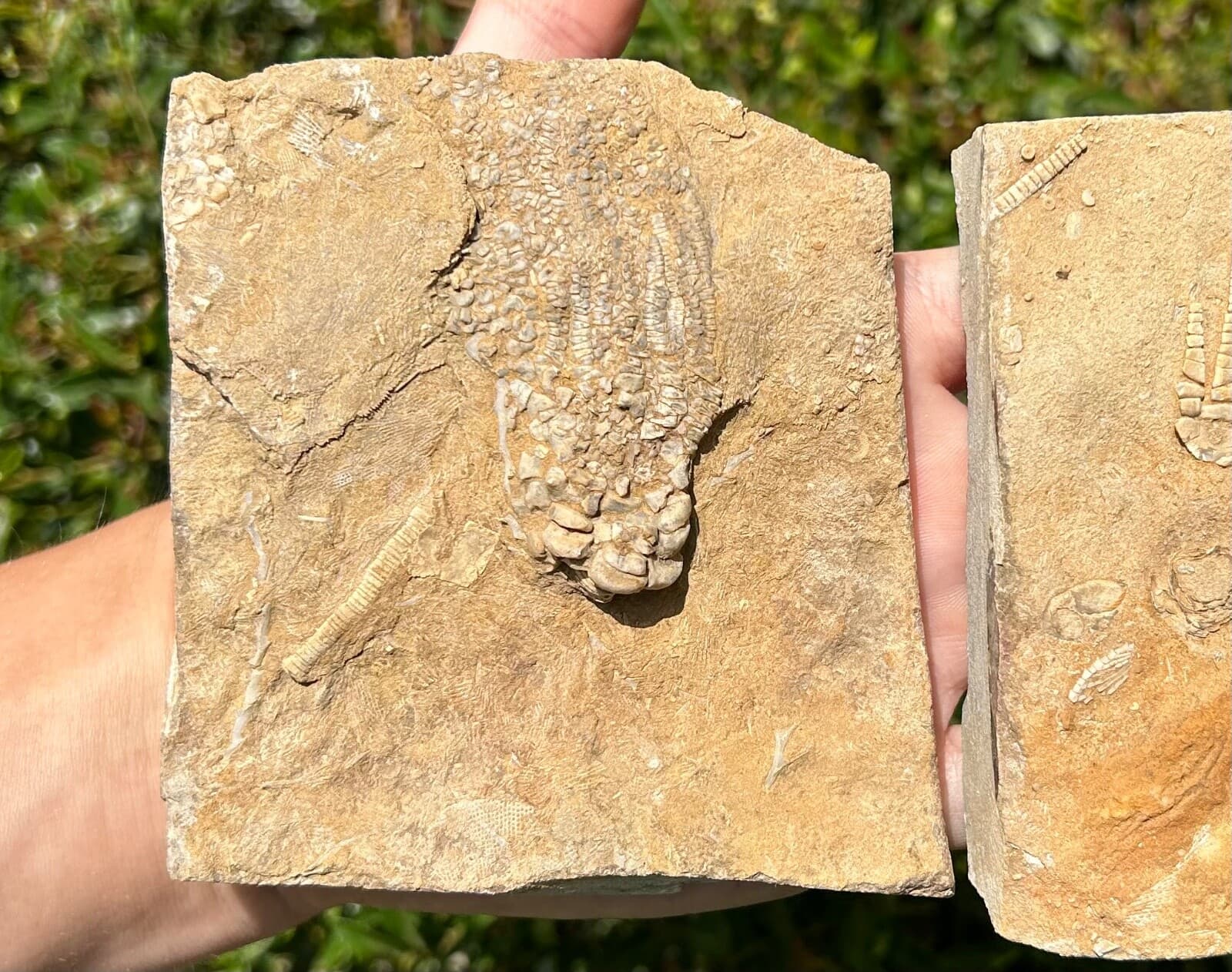 Crinoid Fossils in Matrix LOT OF 2 Alabama Bangor Limestone Formation 2