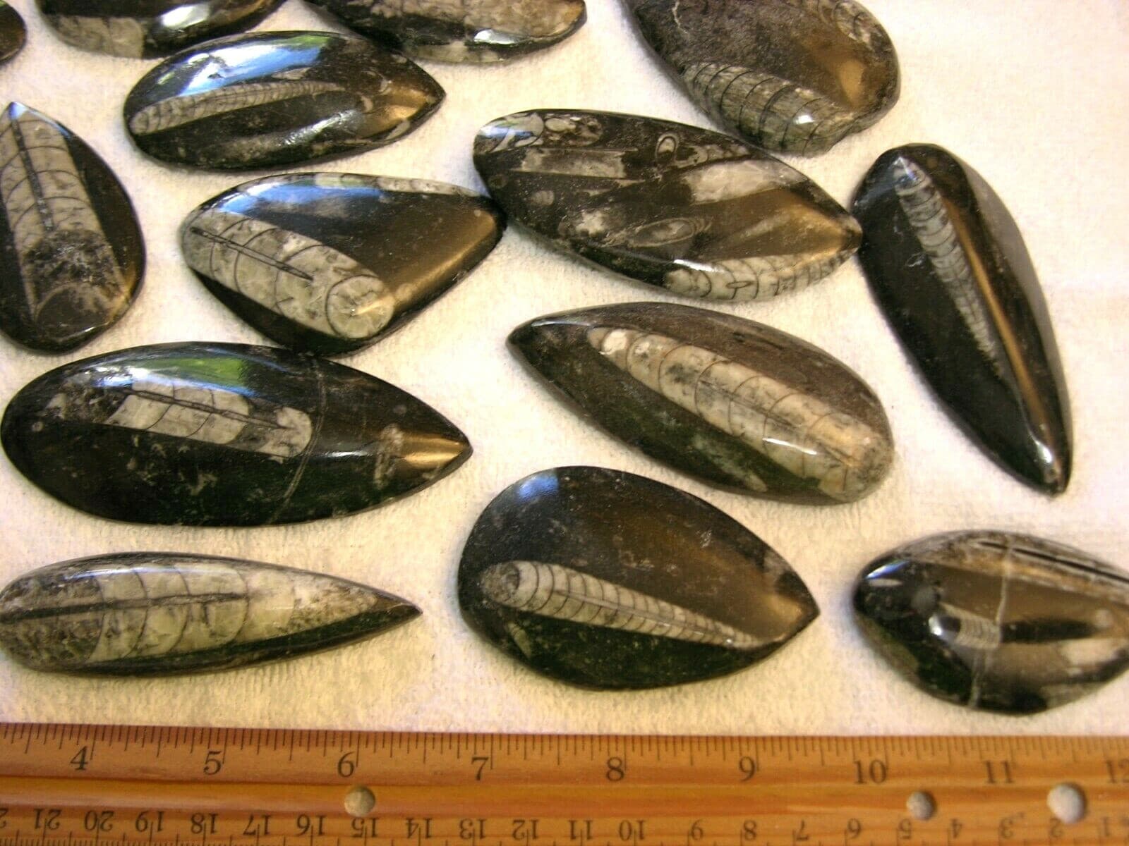 Orthoceras fossils polished mixed size 1-4 inch 5 pound lots free priority ship 3