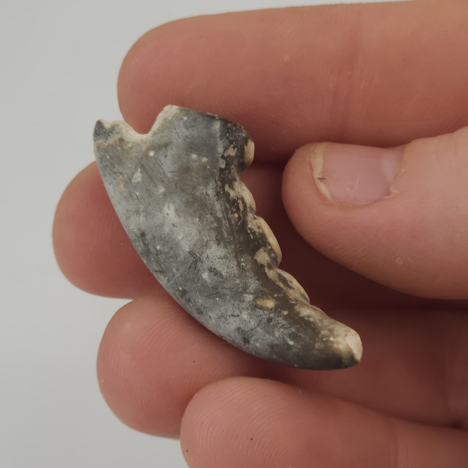 Crab Claw Fossil - Florida  6