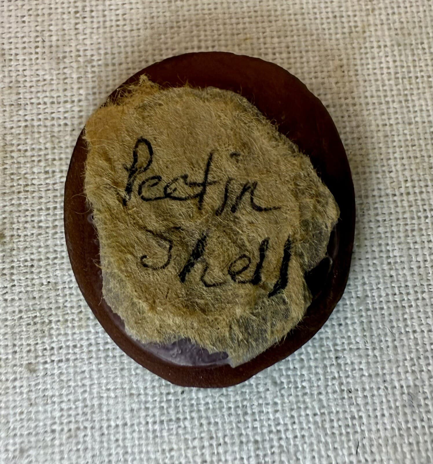 Mazon Creek Pecten Scallop Fossil - Pennsylvanian Period - Illinois - 300 MYA 5