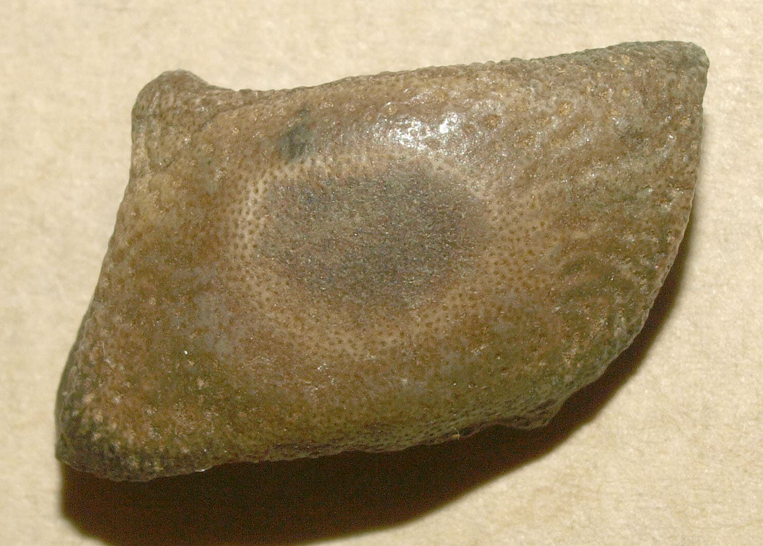 Asteracanthus sp.- RARE Hauterivian shark tooth from uncommon locality of Crimea 5