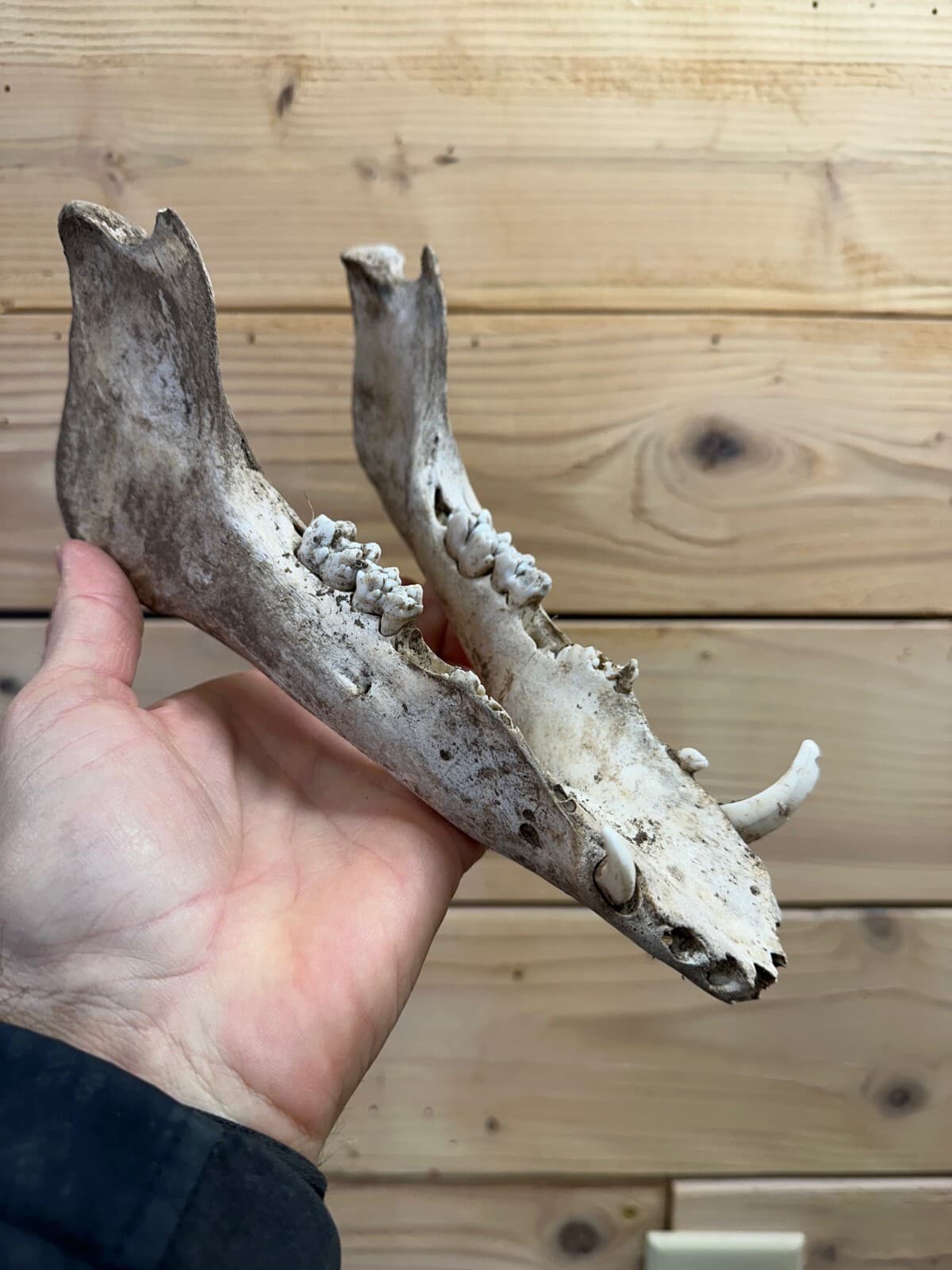 Bottom Jaw of a Wild Hog Skull from Texas - Item #321-2