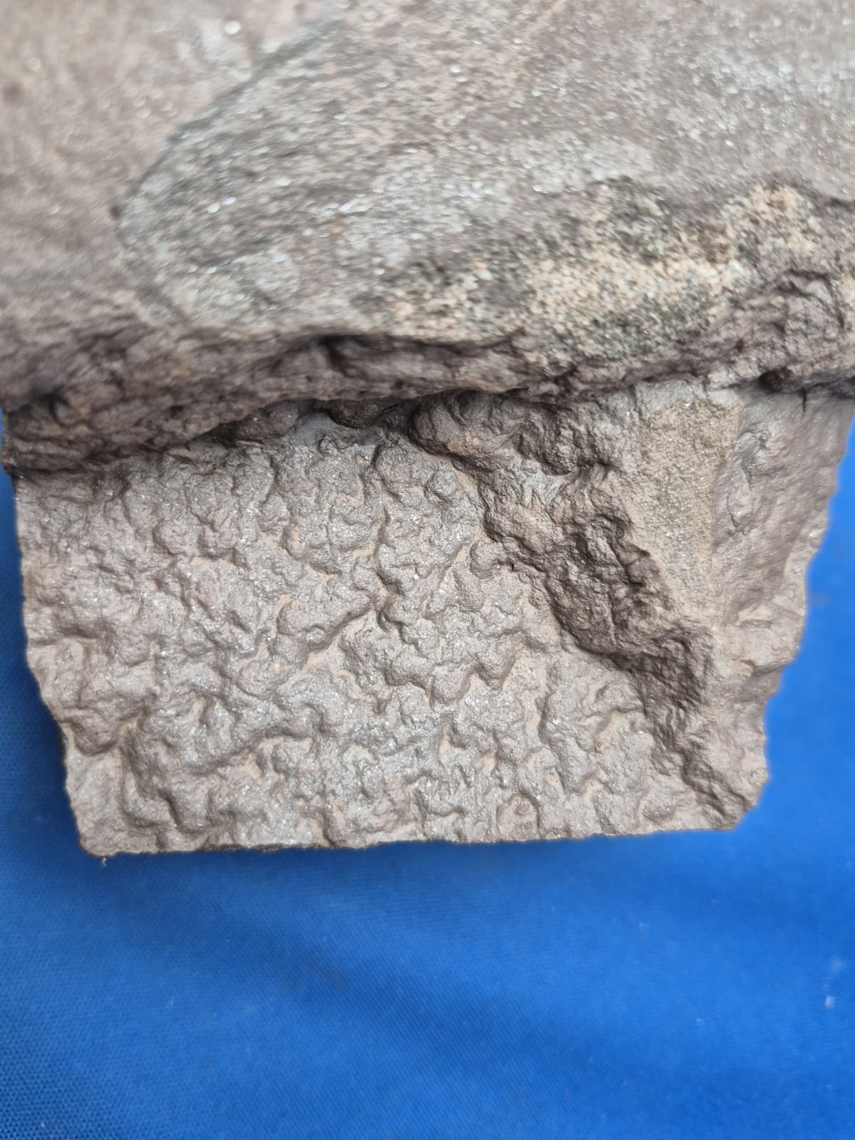 RARE Sponge-like Animal Fossils 4