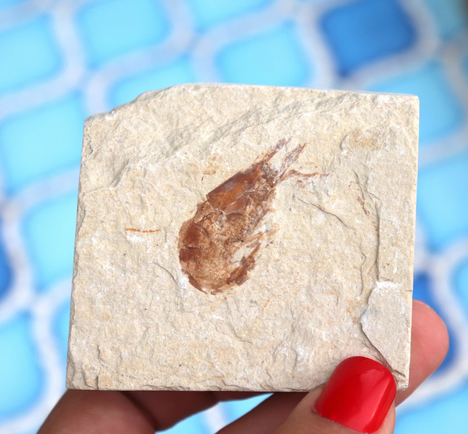 Fossil Shrimp From Solnhofen Germany    Well Preserved History Jurassic 6.6 Cm's 4