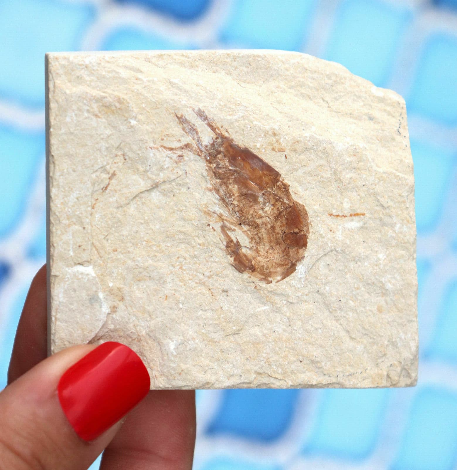 Fossil Shrimp From Solnhofen Germany    Well Preserved History Jurassic 6.6 Cm's