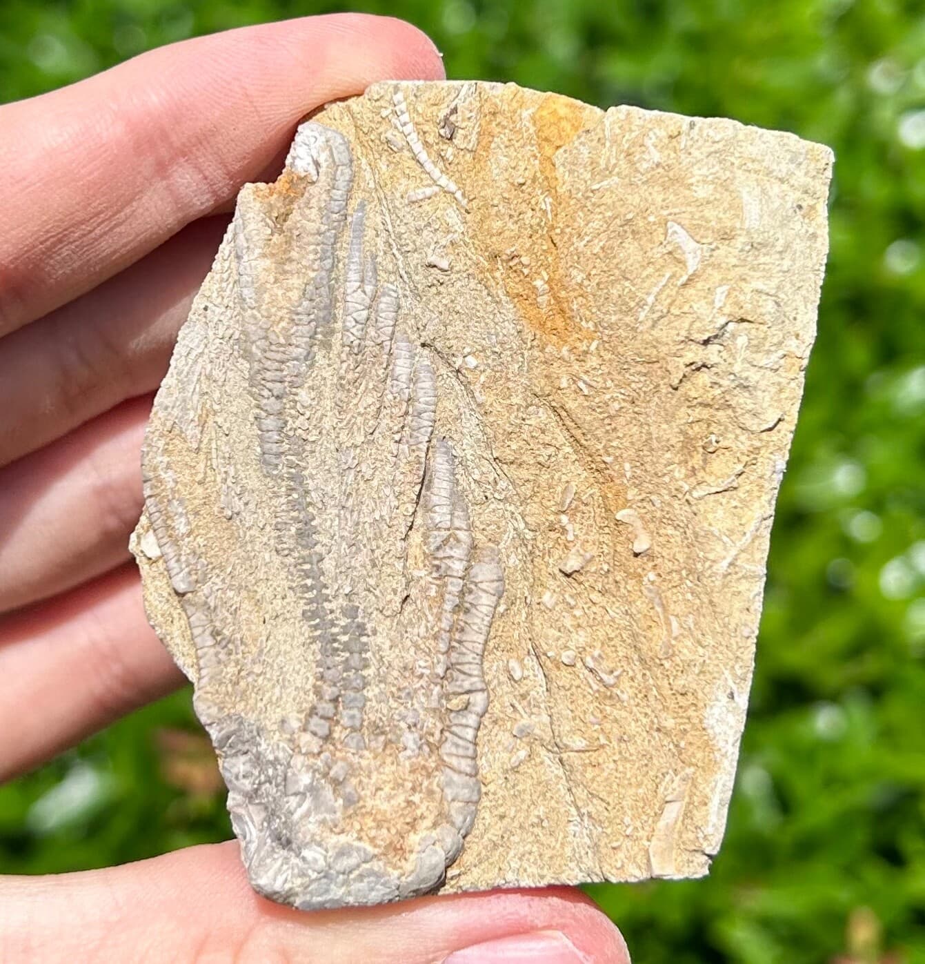 Alabama Fossil Crinoid in Matrix Alcimocrinus Bangor Limestone Formation 2