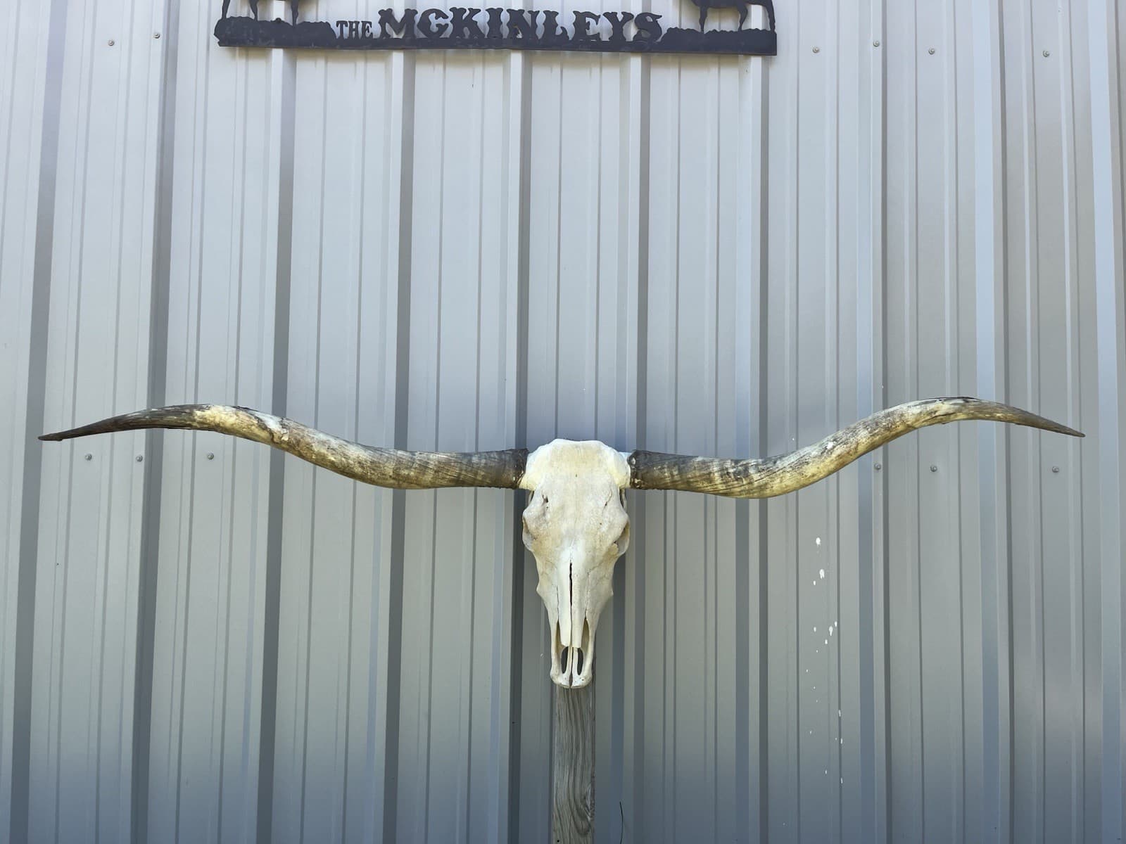 LONGHORN STEER SKULL 6 FEET 10 Inch WIDE UNPOLISHED BULL HORN MOUNTED COW HEAD