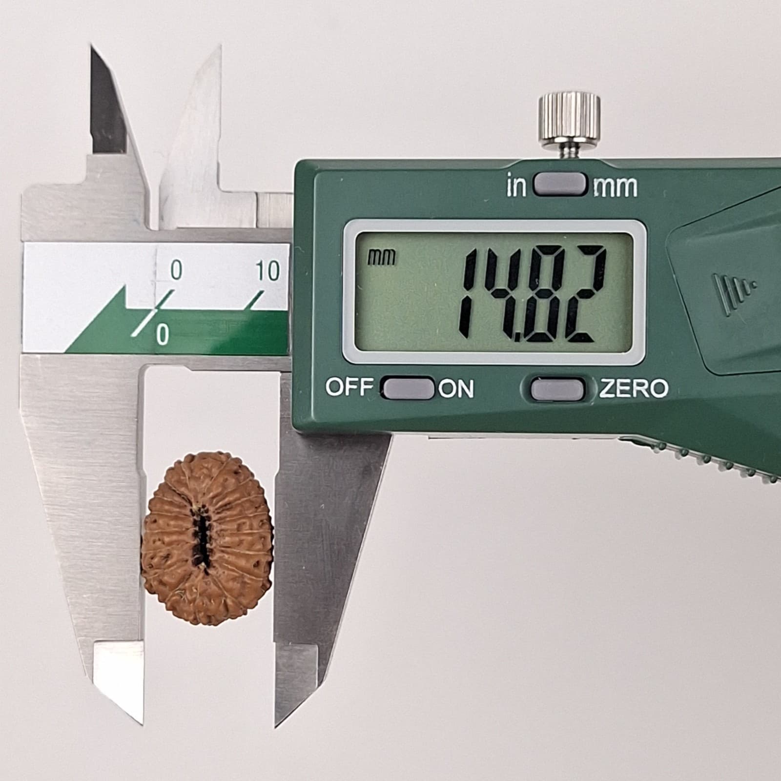 17 Mukhi Rudraksha 19.73 mm Java Bead | Grade A Large | Genuine Natural Bead 6