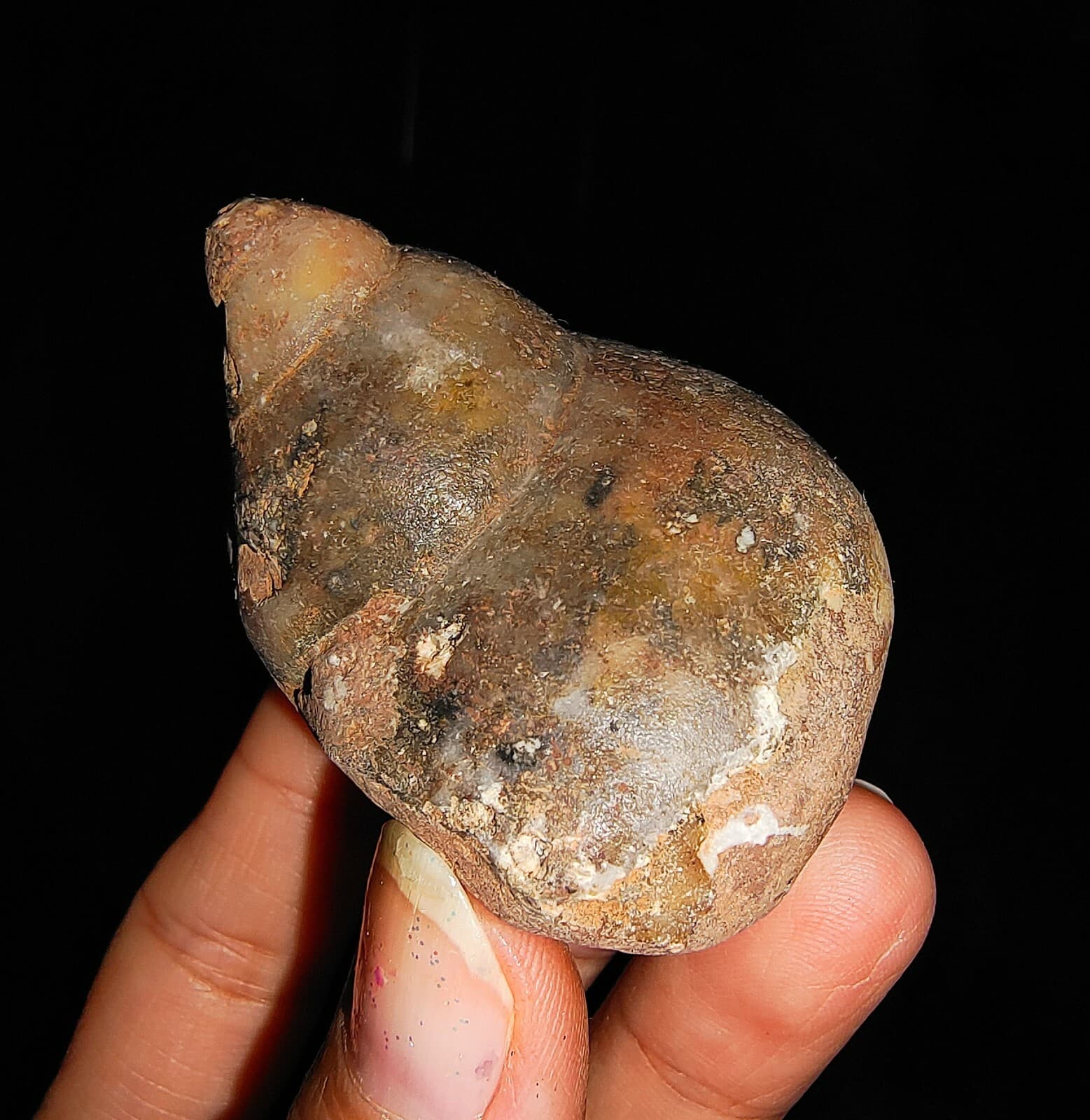 SEA SHELL, GASTROPODA, RARE BIG SNAIL FOSSIL FROM TIMOR, INDONESIA, 43MM 3