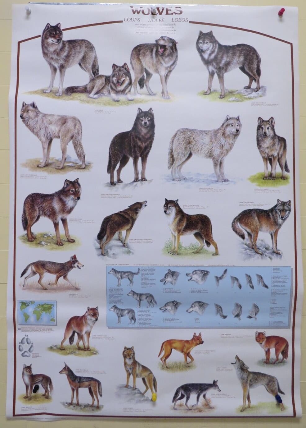 ROLLED VINTAGE 1993 WOLVES DIAGRAM CHART NATURE WILDLIFE 27X38 POSTER 2995