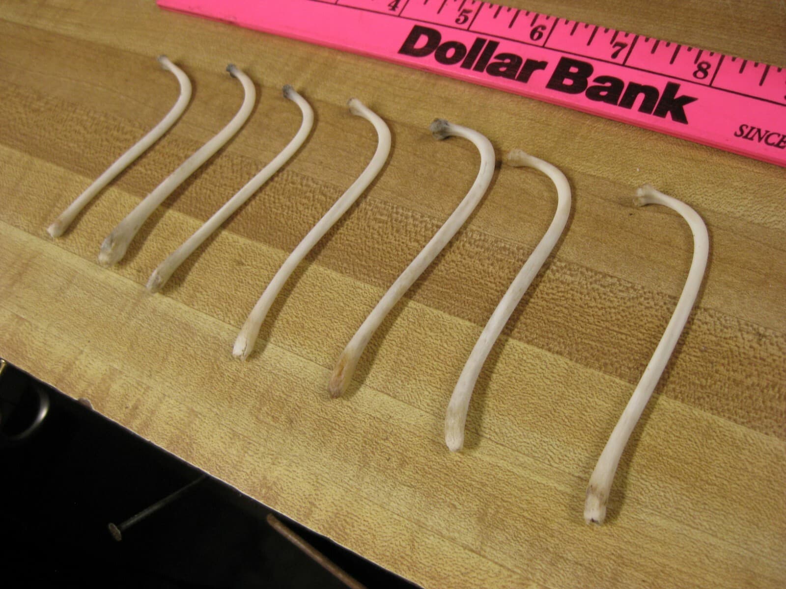 Raccoon Baculum Bone   You Are Buying 1 Bone Only 3