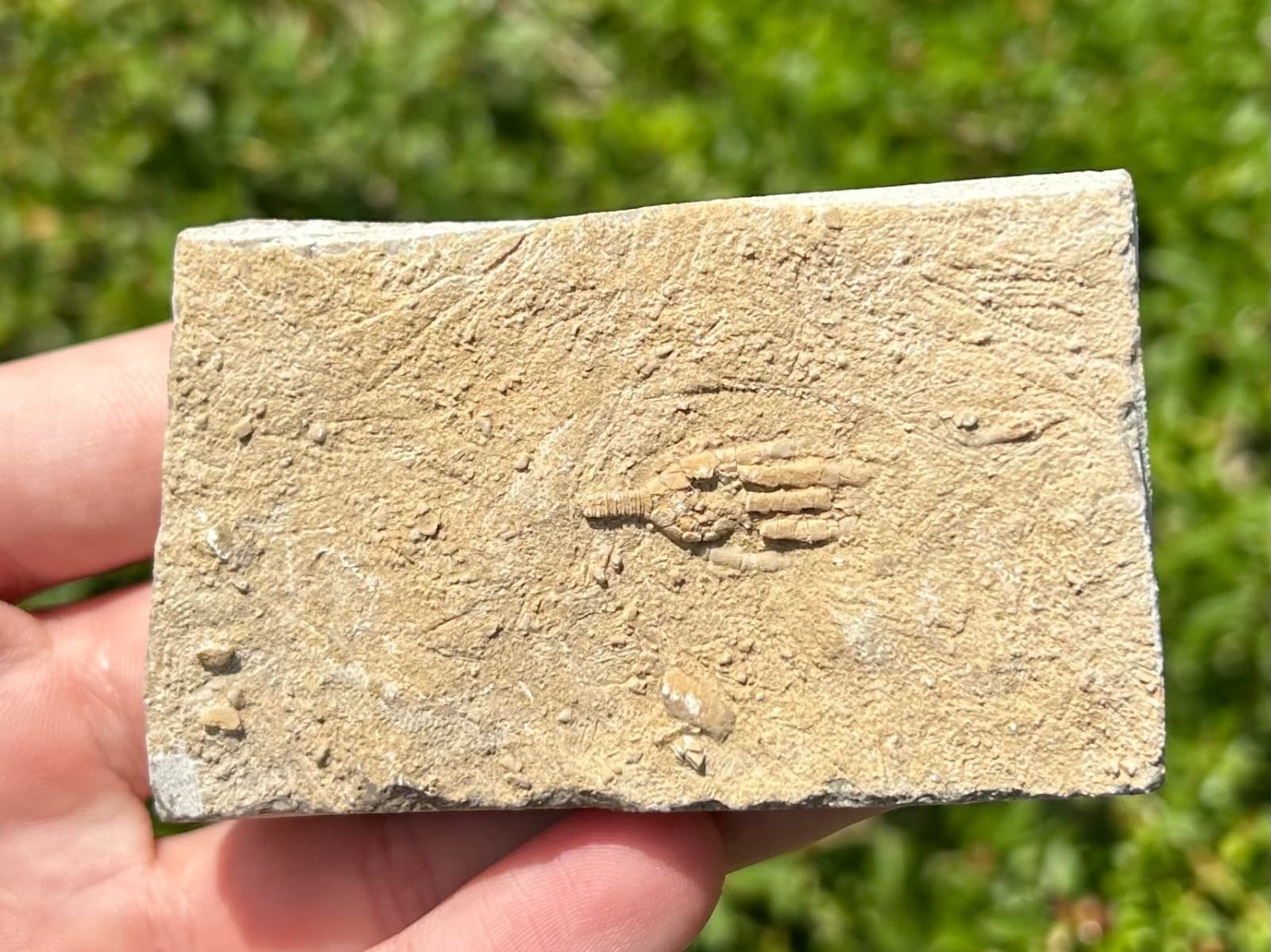 Fossil Crinoid in Matrix Phacelocrinus with Stem Alabama Bangor Limestone Fm 3