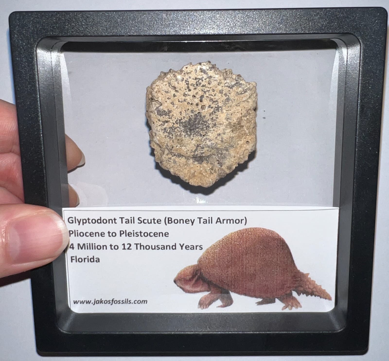 Framed RARE Ice Age Fossil GLYPTODONT Tail Scute Bone Armor Lot! ONE PER ORDER!