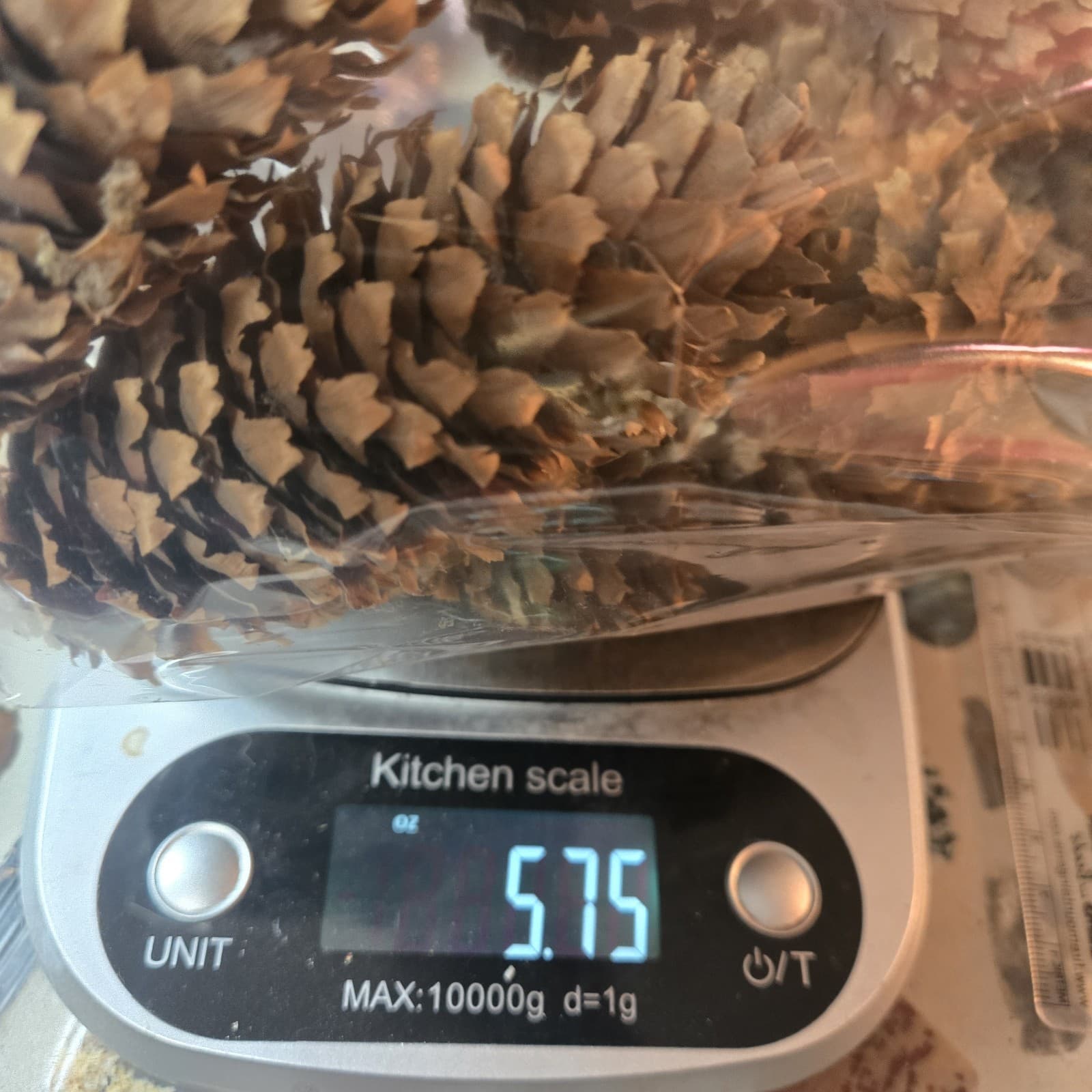 12 Larger Blue Spruce Cones  4-5 Inches 6 Ounces Clean For Crafting Idaho. 6