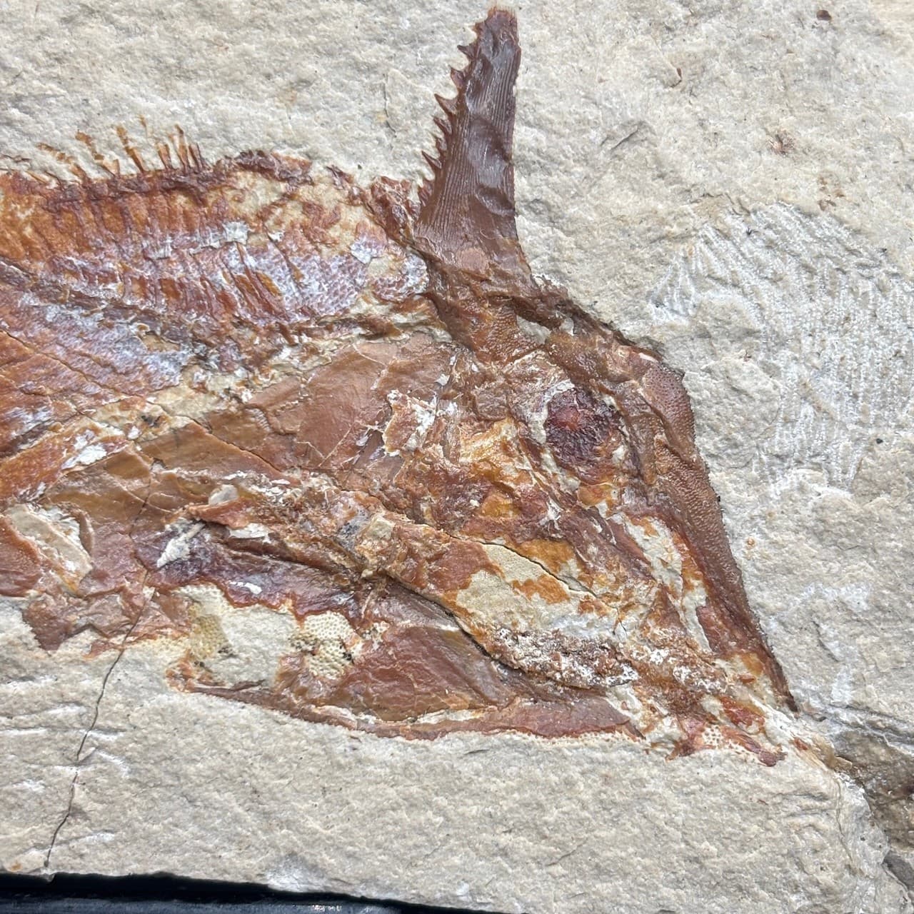 Joinvillichthys kriweti fossil fish - Late Cretaceous Cenomanian, Lebanon - 7cm 3