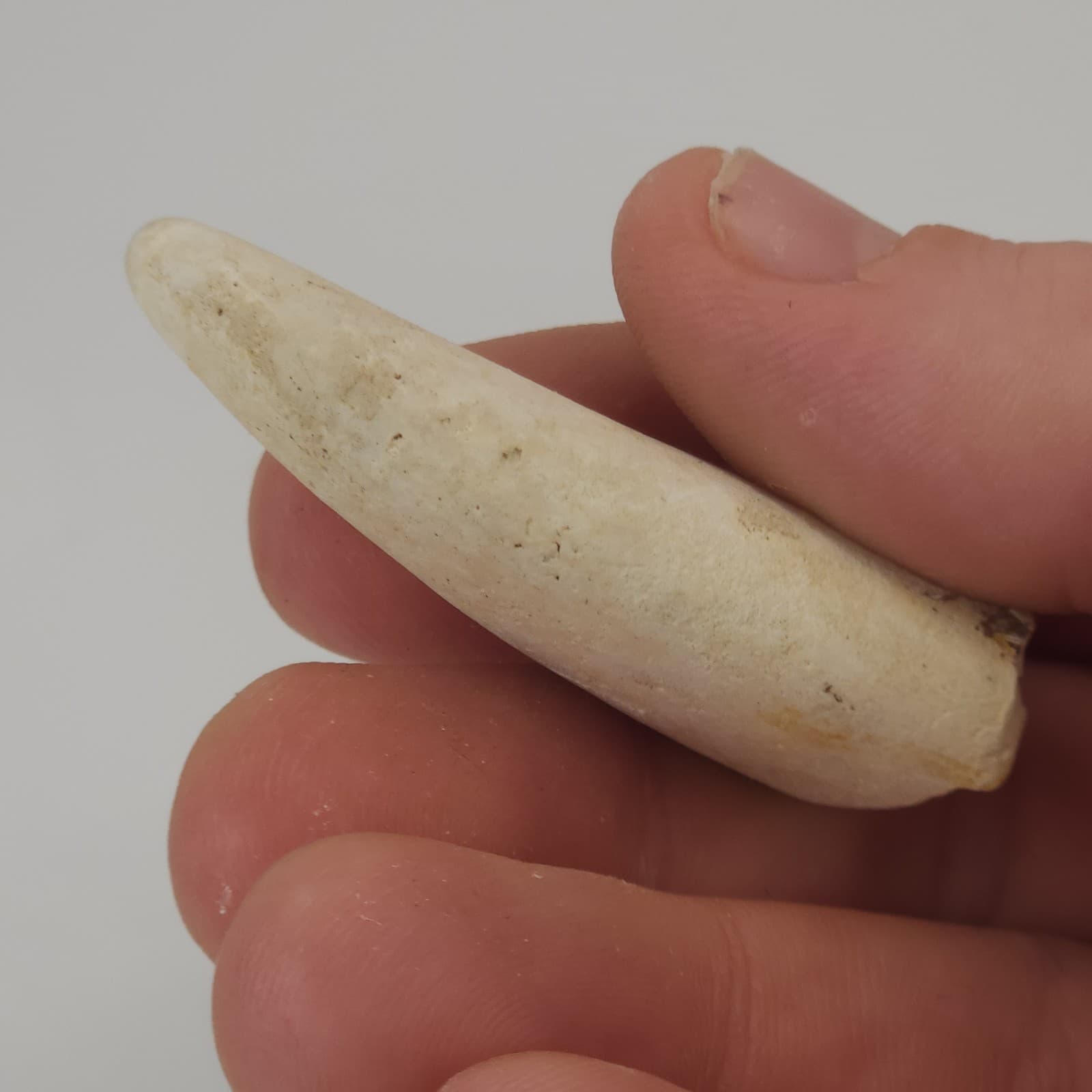 Crab Claw Fossil - Florida  5