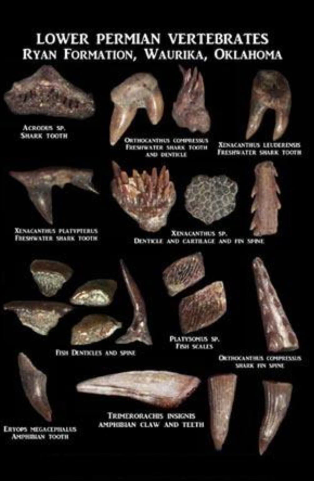 Rare Real Dinosaur Fossil Dig Experience Kit Permian of Oklahoma Edition  5