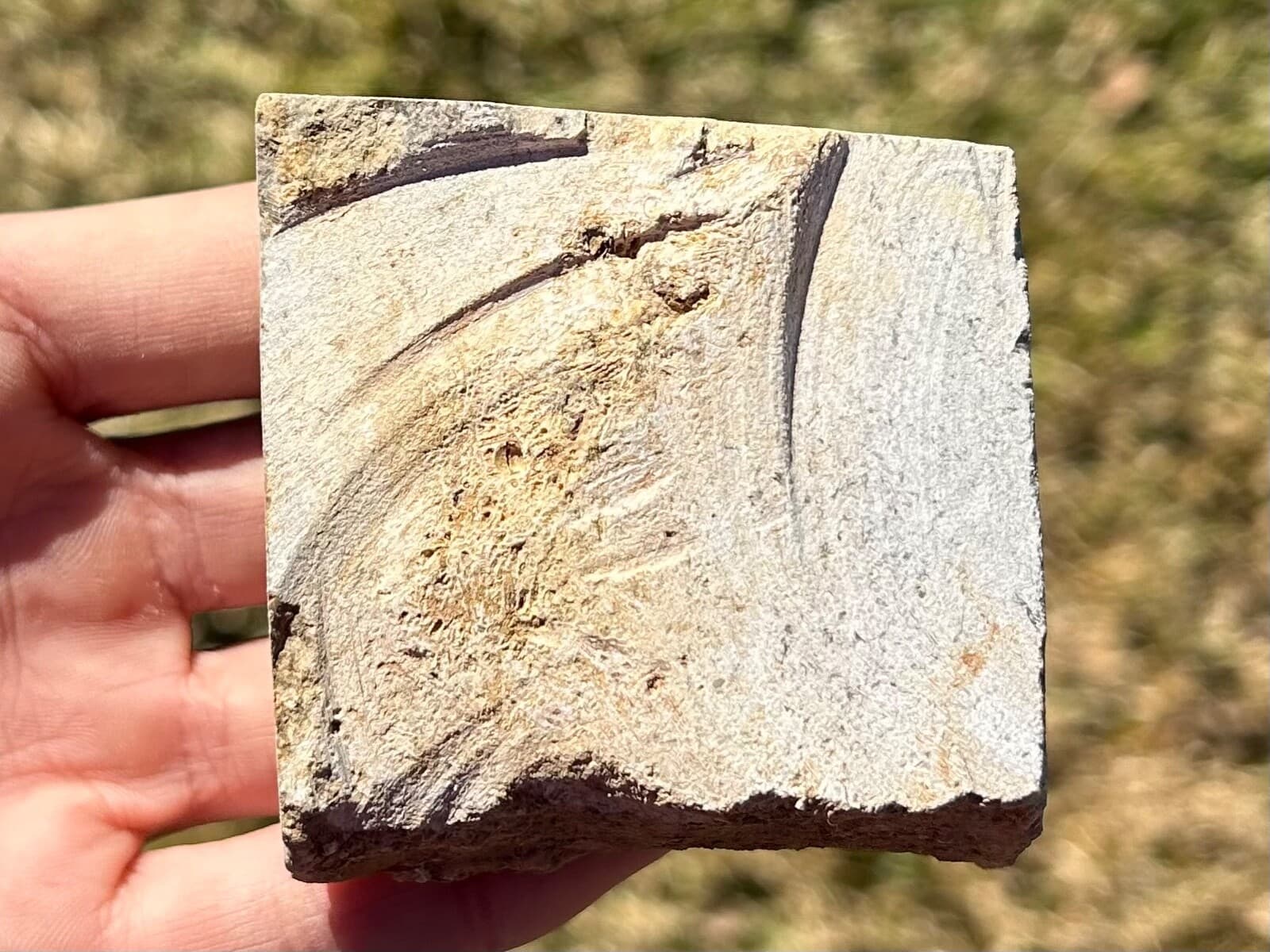 Alabama Fossil Crinoids in Matrix Cymbiocrinus and Aphelecrinus Bangor Limestone 3