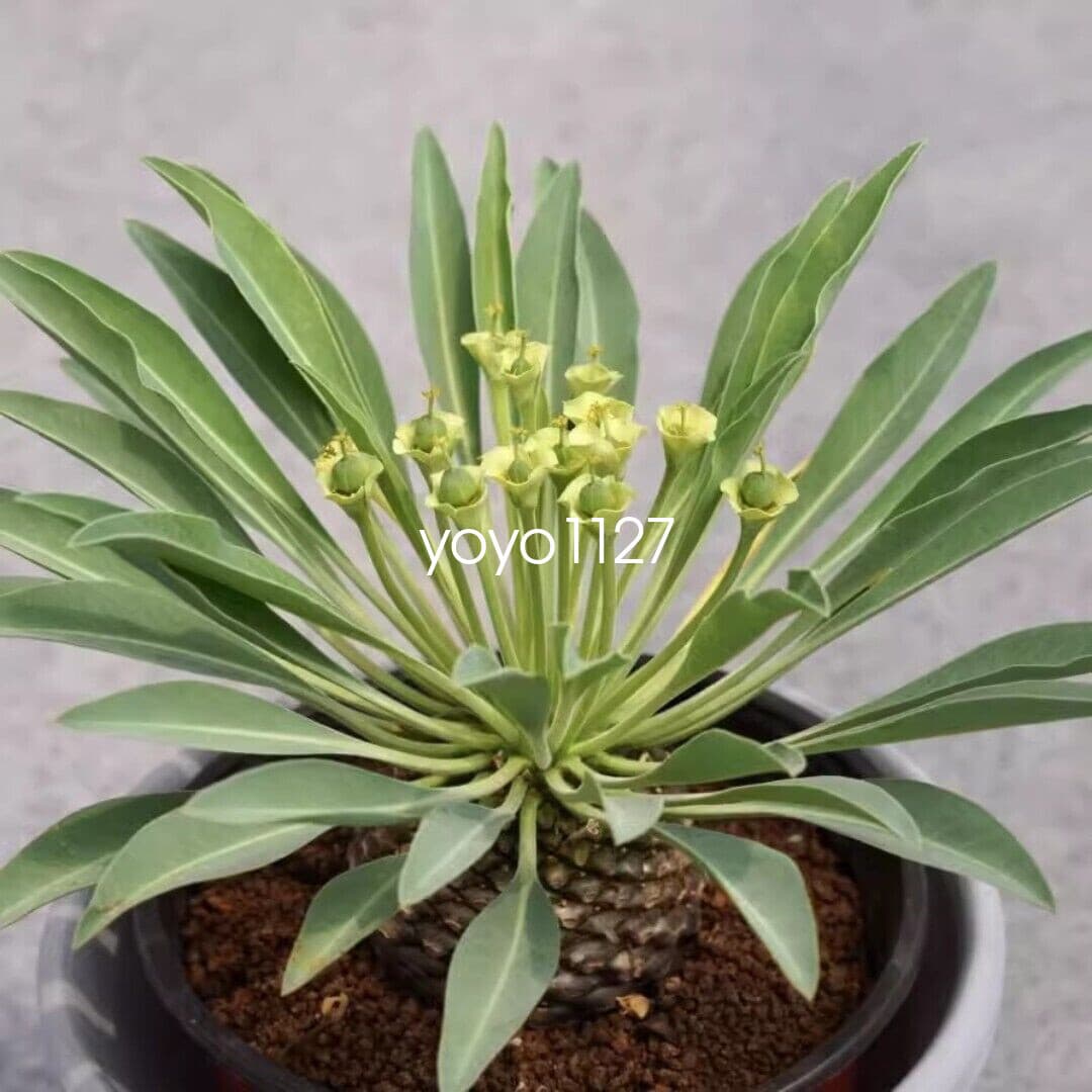 3CM RareSucculent Cactus  Plant Euphorbia Bupleurifolia Jacq Cactaceae 5