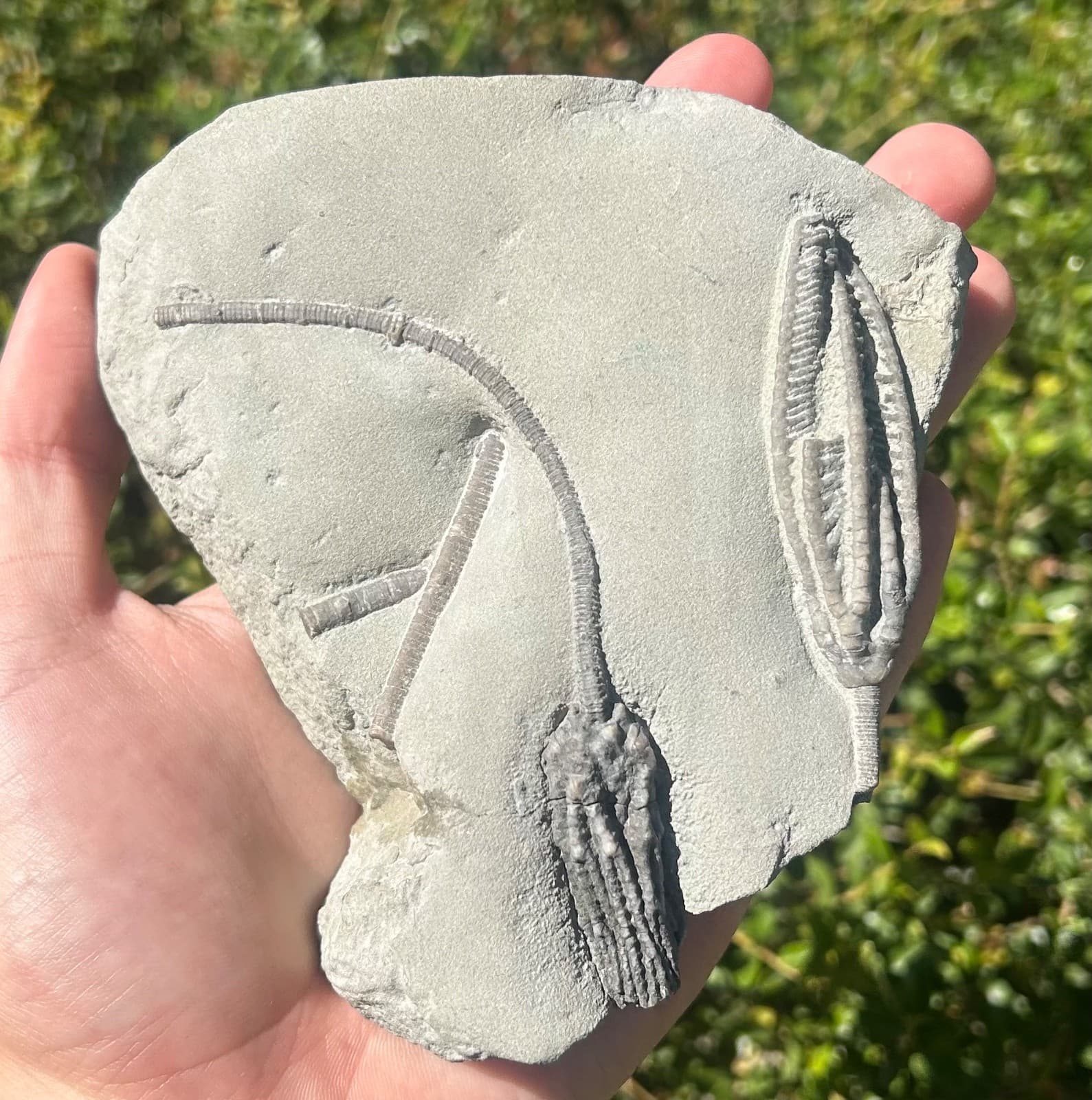 SUPERB Fossil Crinoid Plate Histocrinus Abrotocrinus Indiana Edwardsville Fm 6