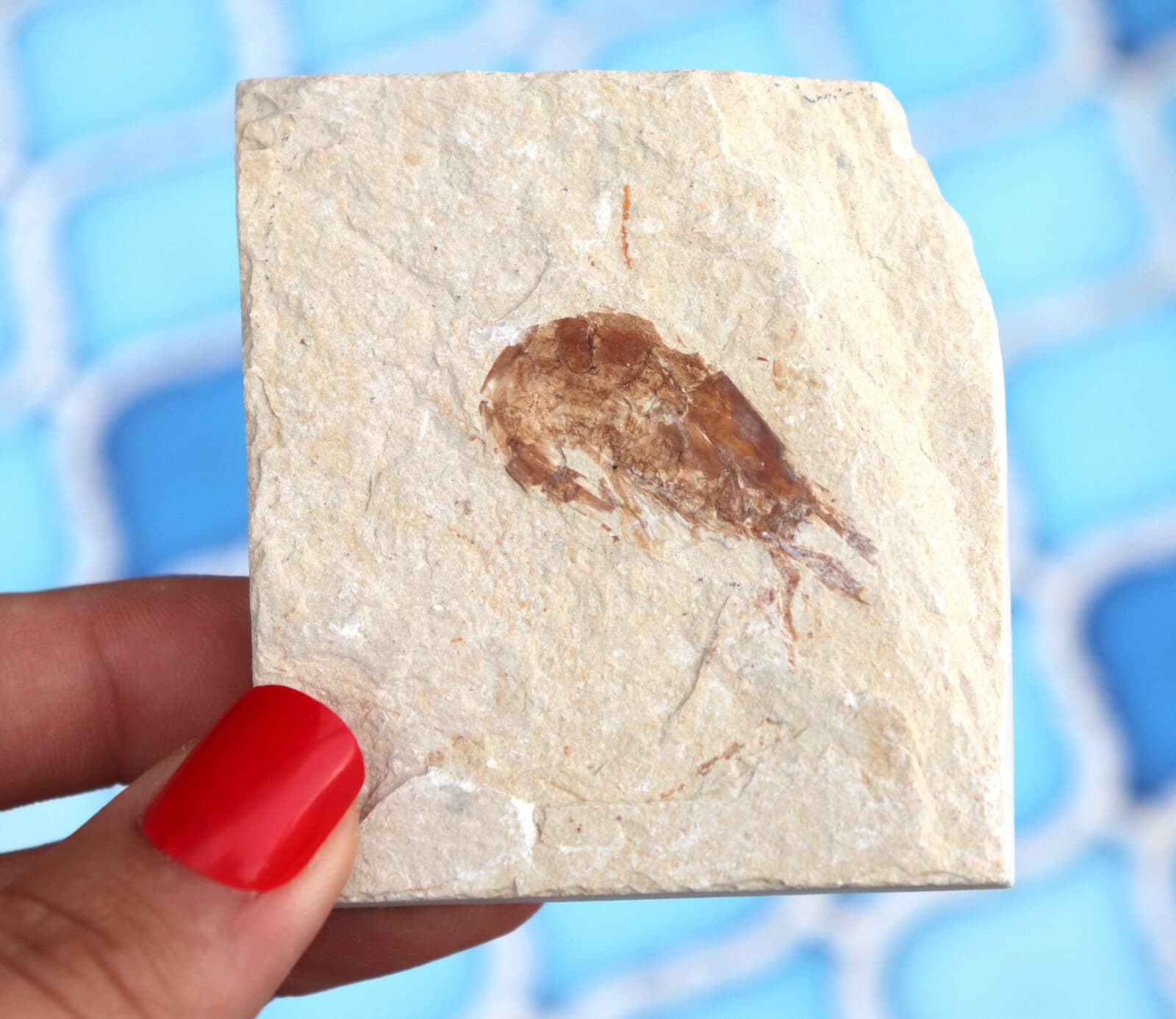 Fossil Shrimp From Solnhofen Germany    Well Preserved History Jurassic 6.6 Cm's 2