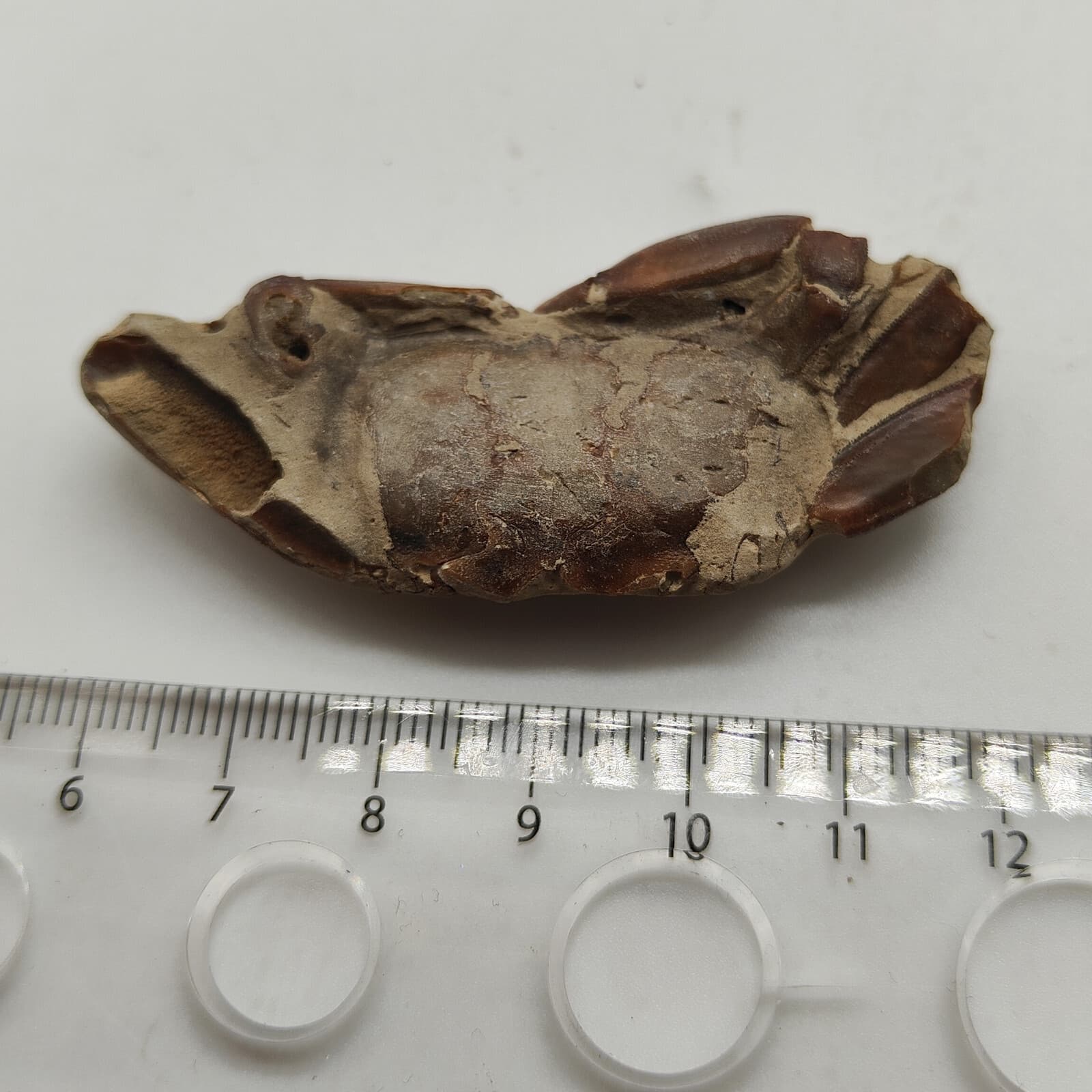 Jurassic Natural Crab animals Fossils Dinosaur Age 5