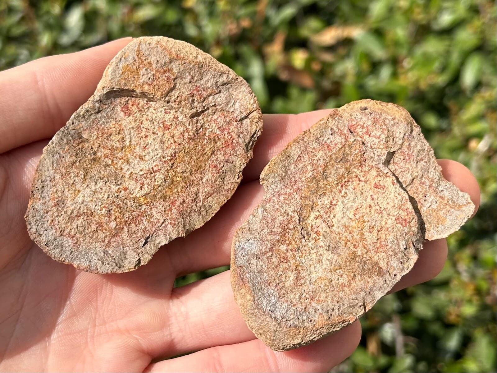 Madagascar Fossil Shrimp Pair Crustacean Triassic Age Rare 5