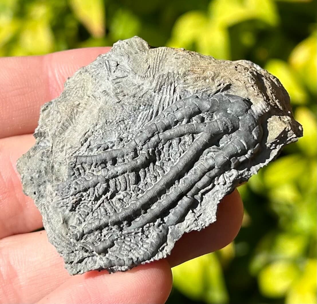NICE Fossil Crinoid Barycrinus rhombiferous Edwardsville Formation Indiana 5