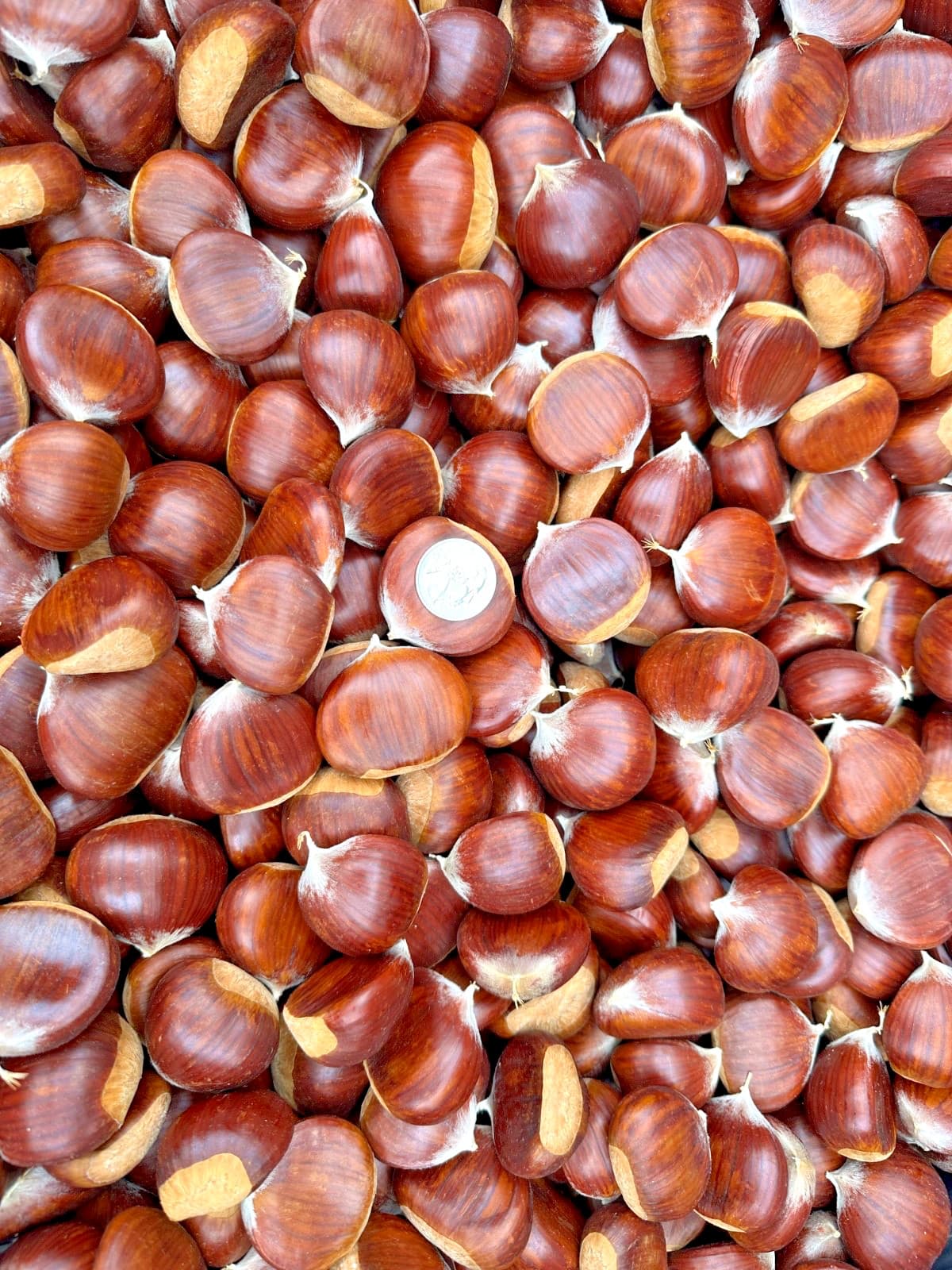 Fresh Oregon Chestnuts *LARGE* 3 lbs. 3