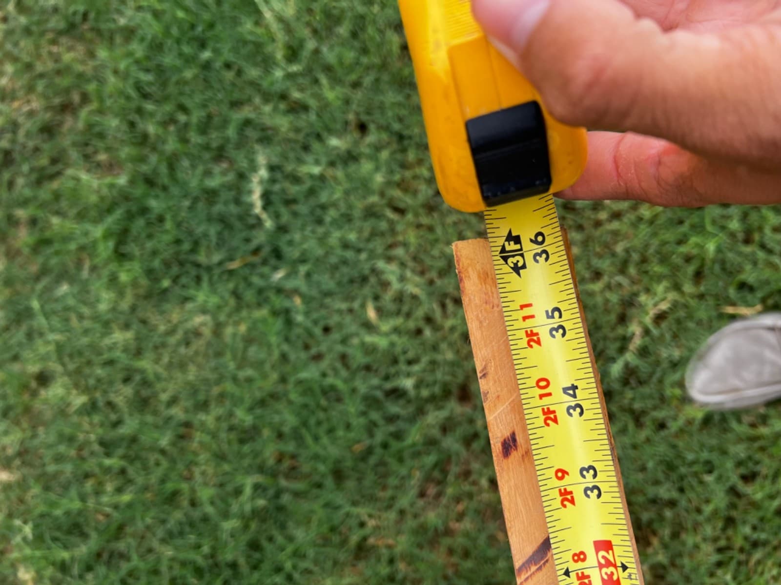 Premium SEASONED Osage Orange Bow Stave 4
