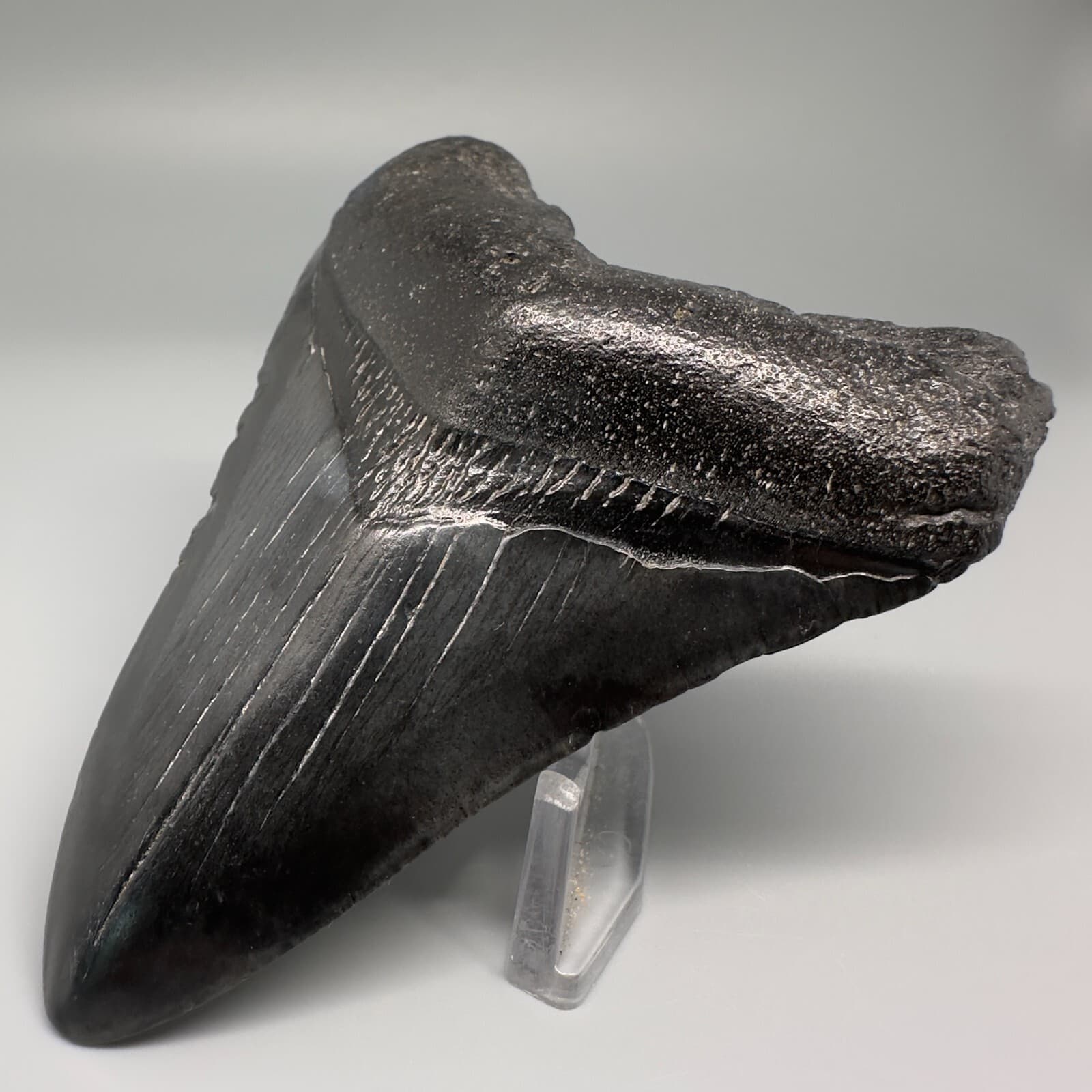 Complete Dark 3.92" Fossil MEGALODON Shark Tooth - USA 3