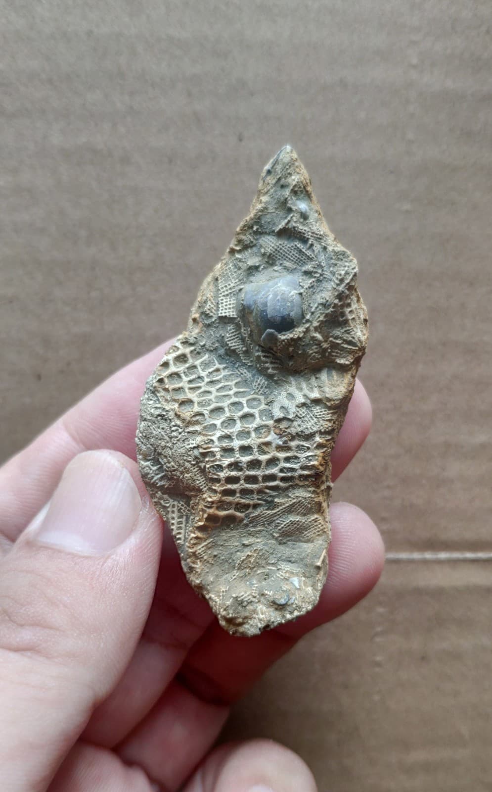 30g bryozoan Marine organisms Geologic rock specimen from Cambrian Period 4