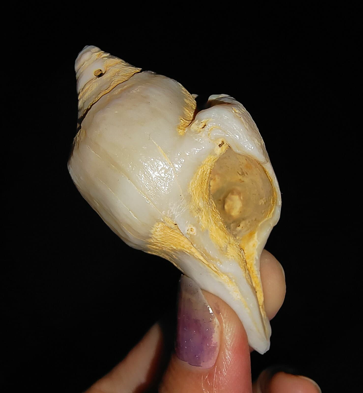 SEA SHELL FOSSIL, GASTROPODA FASCIOLARIDAE, FROM JAVA, INDONESIA, 66MM 4