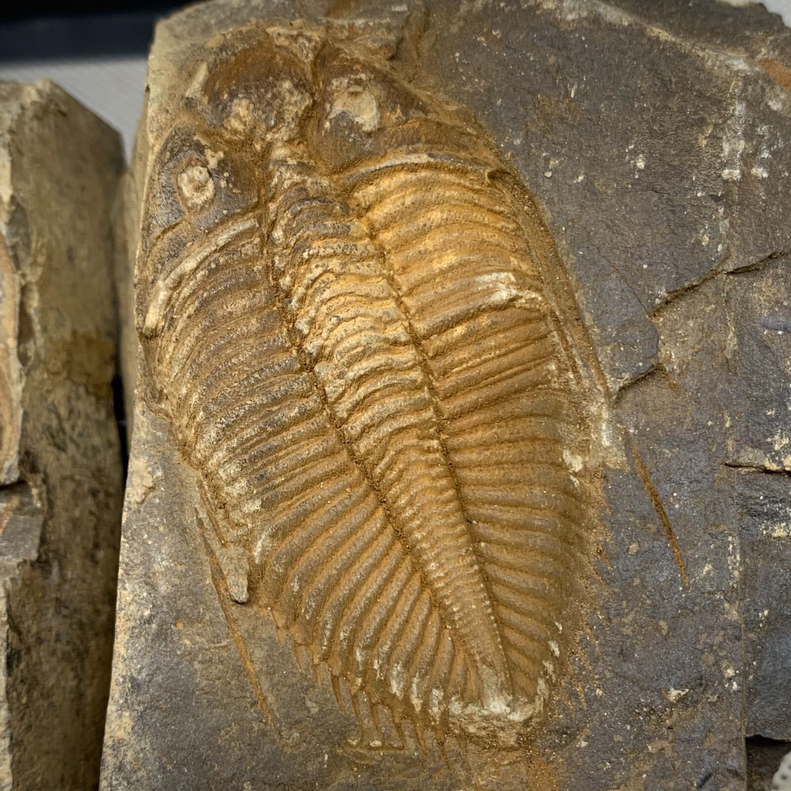 A pair of exquisite Hunan Xiangxi trilobite fossils 3