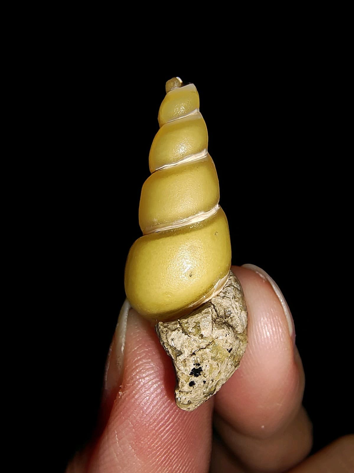 SEA SHELL MOLLUSCA FOSSIL, GASTROPODA, THIARIDAE, FROM JAVA, INDONESIA 29MM 4