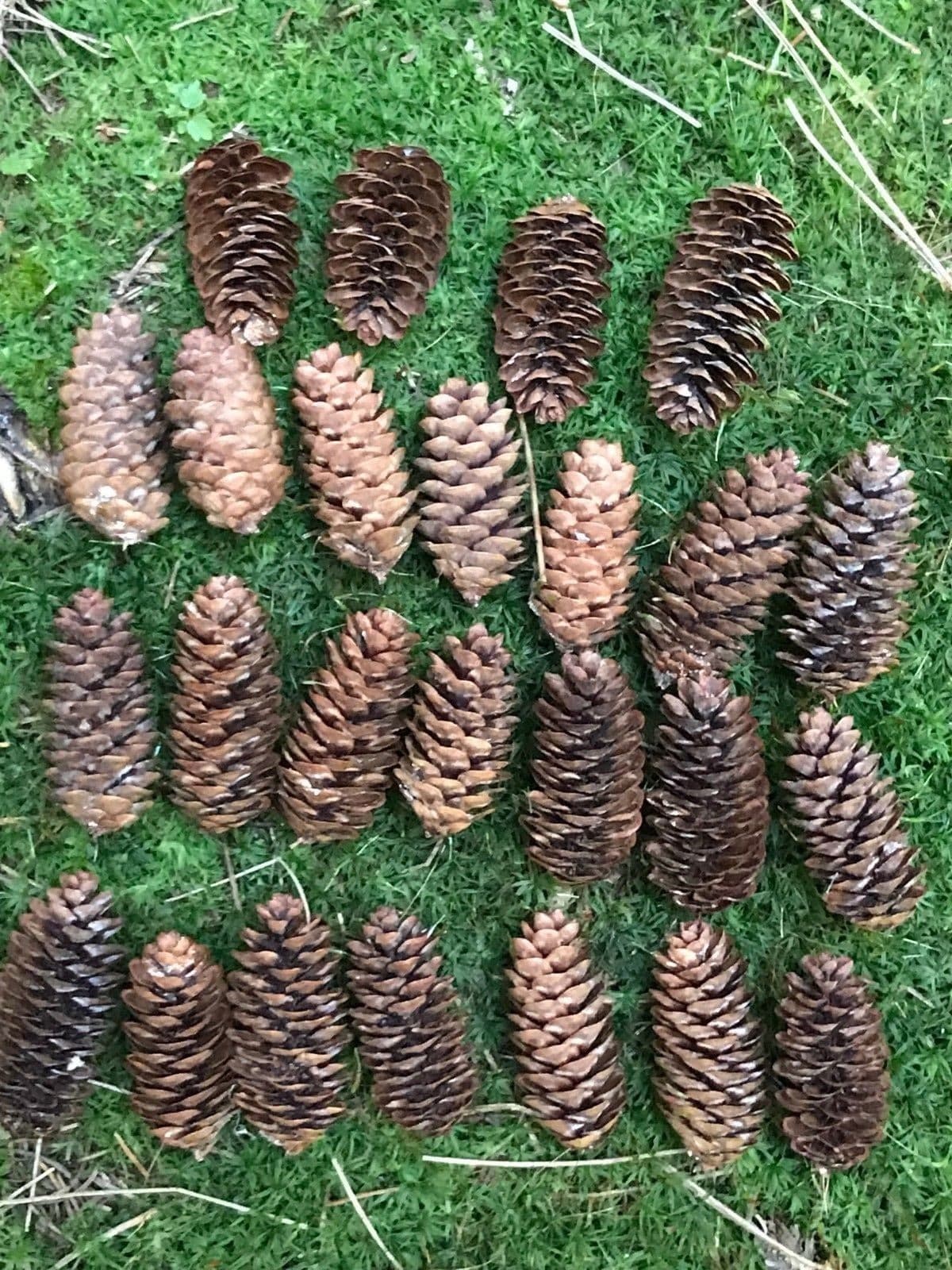 Spruce Cones, 100 count, Beautiful Brown, Not Weathered 2