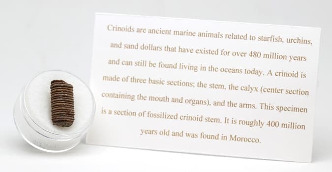 Crinoid Fossil Stem Echinoid Mineral Sea Life Specimen w/ Display Case & ID Card 4