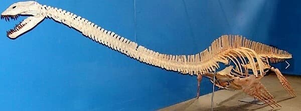 ELASMOSAURUS TOOTH PLESIOSAUR REPTILE FOSSIL EXTINCT SEA DINOSAUR ANCIENT RELIC 6