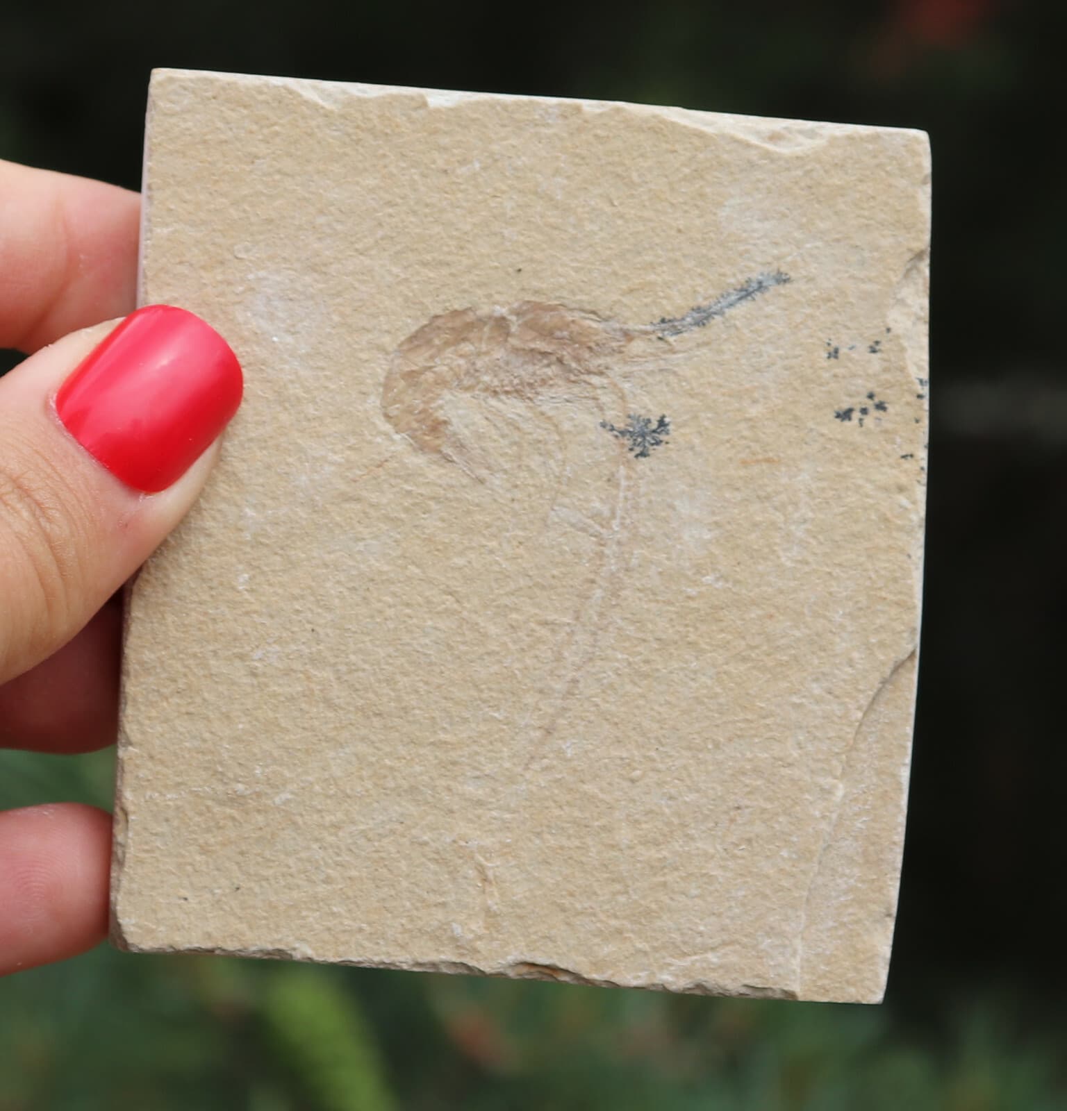 Jurassic Fossil Shrimp From Solnhofen Germany     7.7 Cm's 5