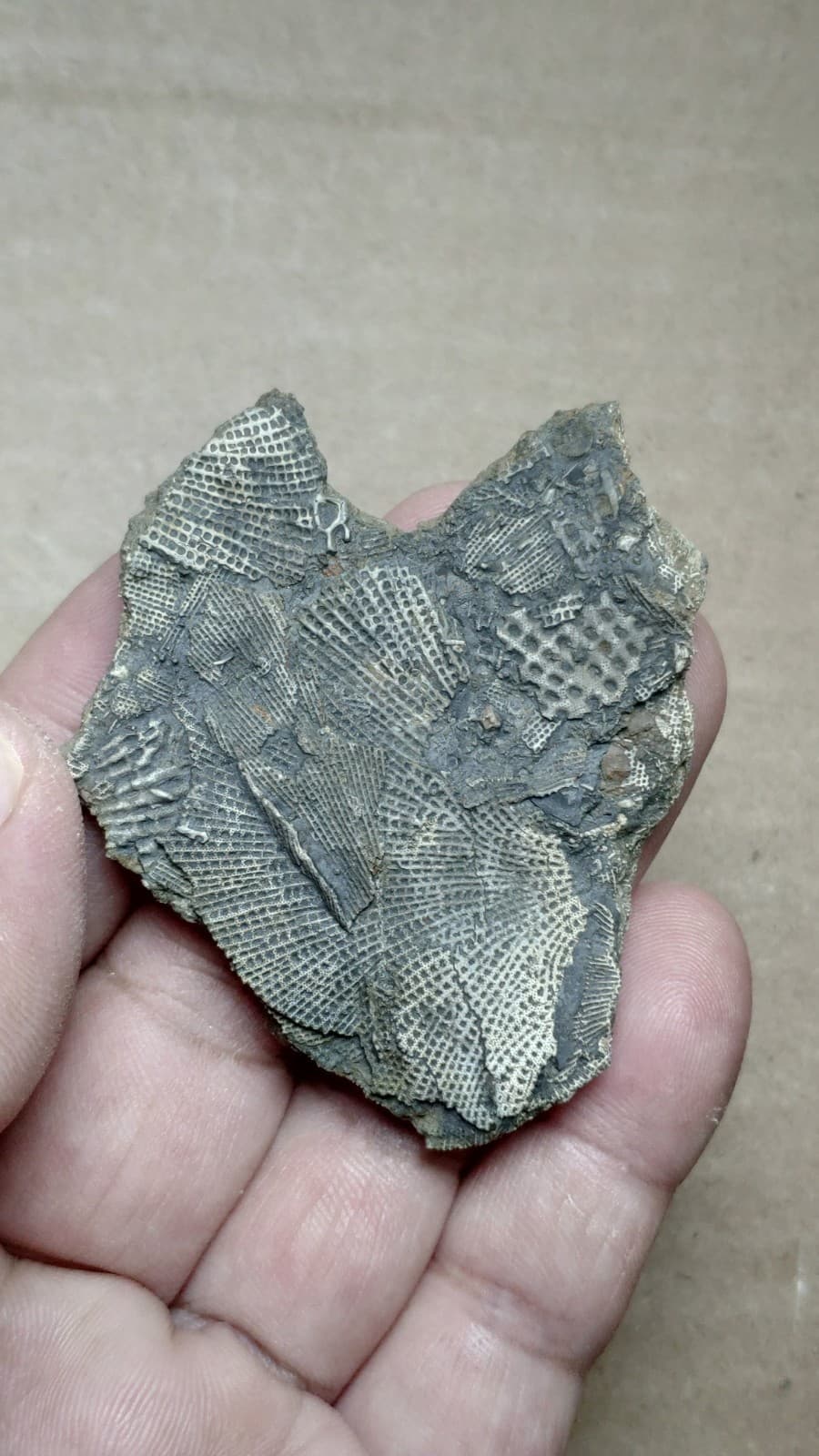 27g Bryozoa specimen from Cambrian Period 3