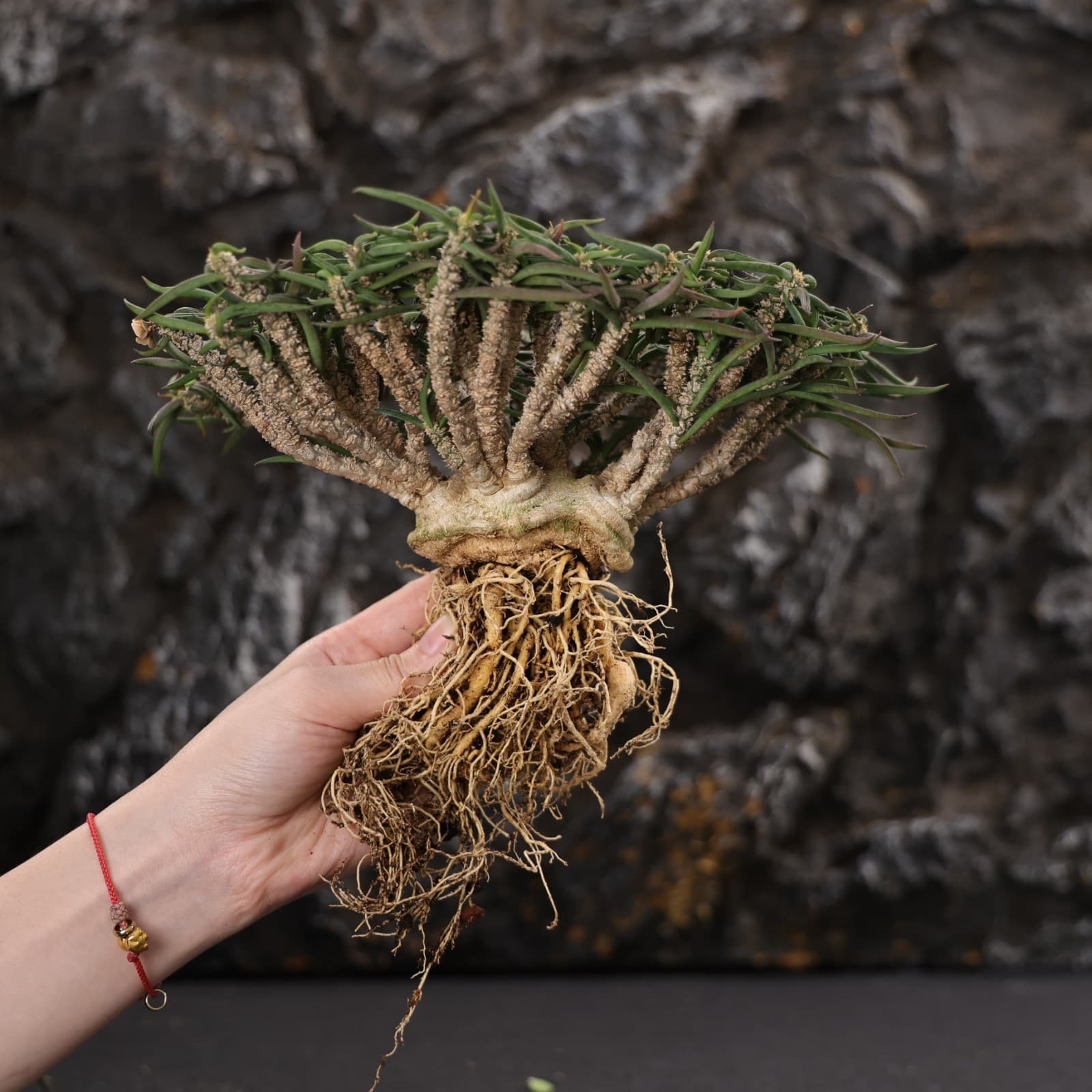 20CM Euphorbia Cylindrifolia Succulent Cactus Plant Cactaceae Home Garden Plant 3