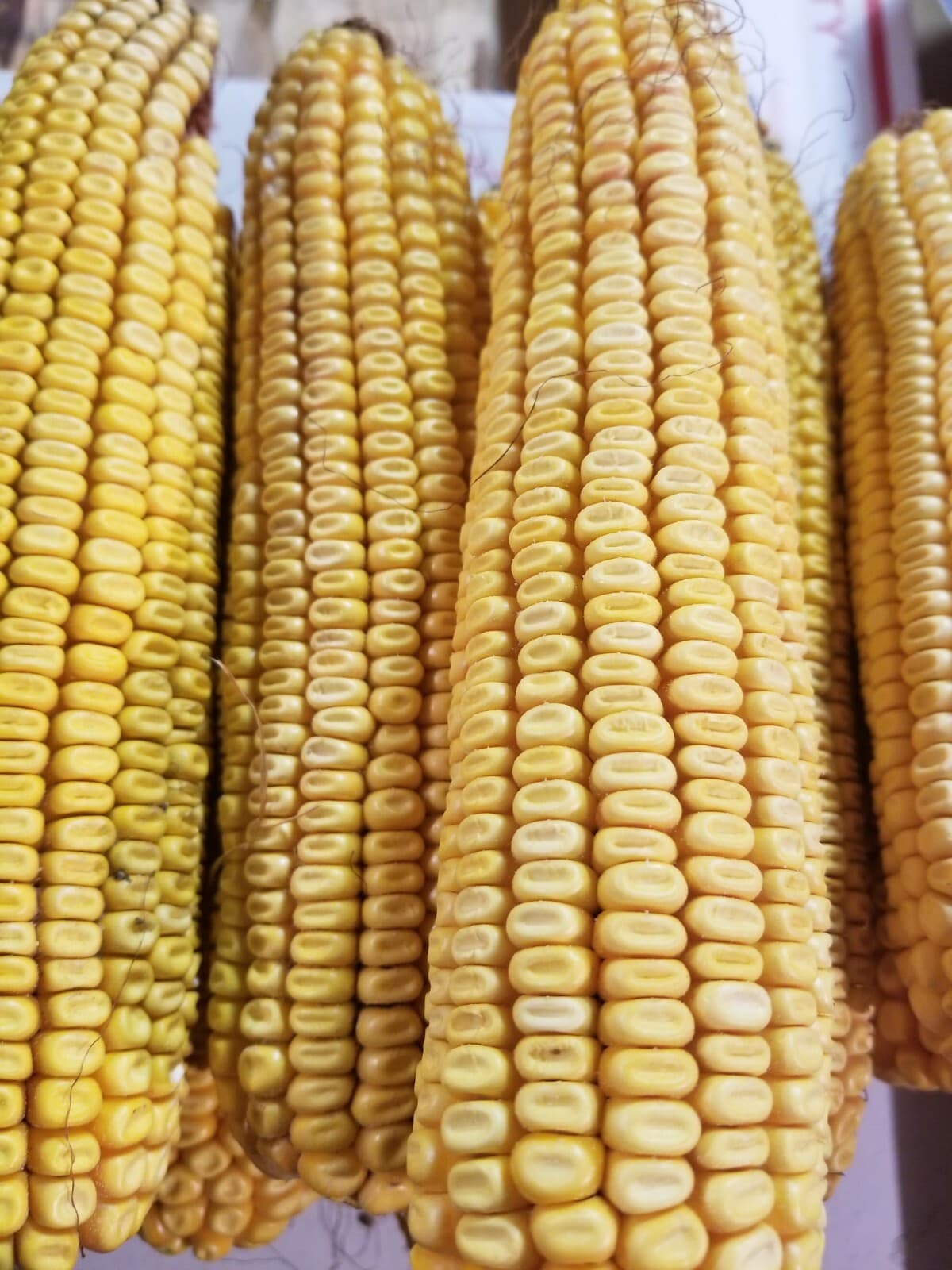 Cob Corn For Wildlife! Organic Amish picked!(20 Cobs) 2