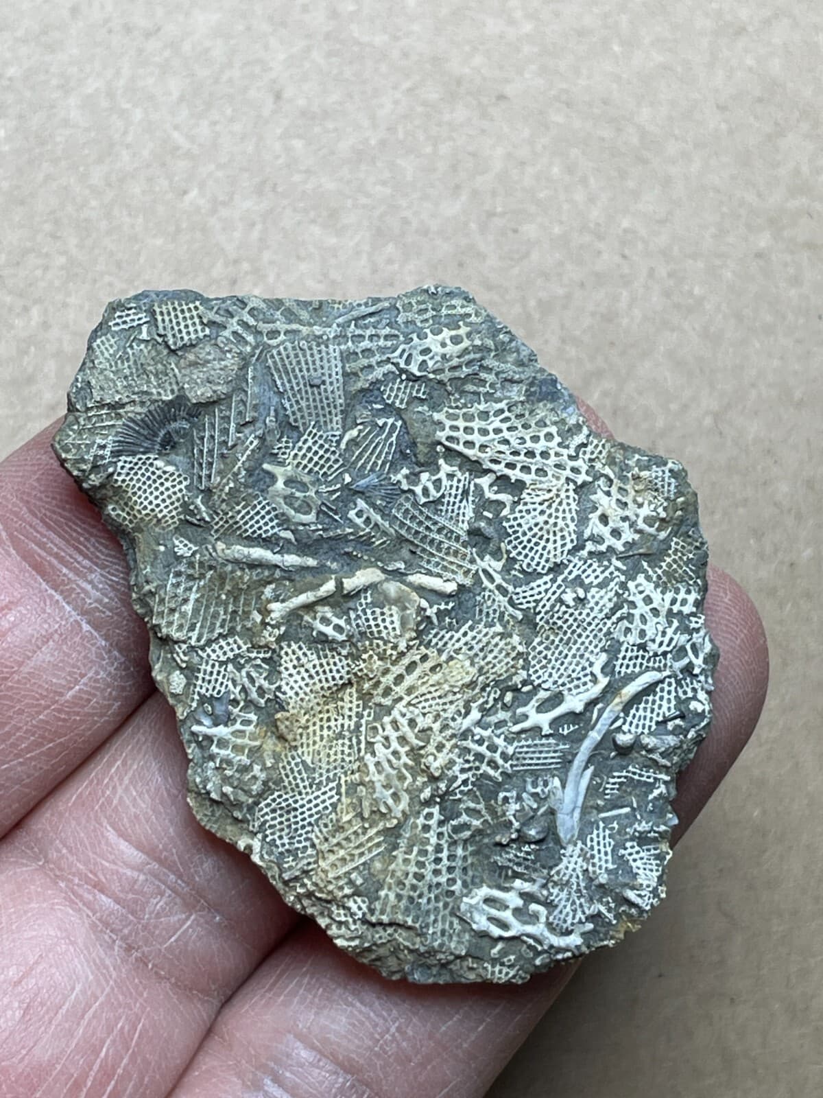 15g Bryozoa specimen from Carboniferous 5